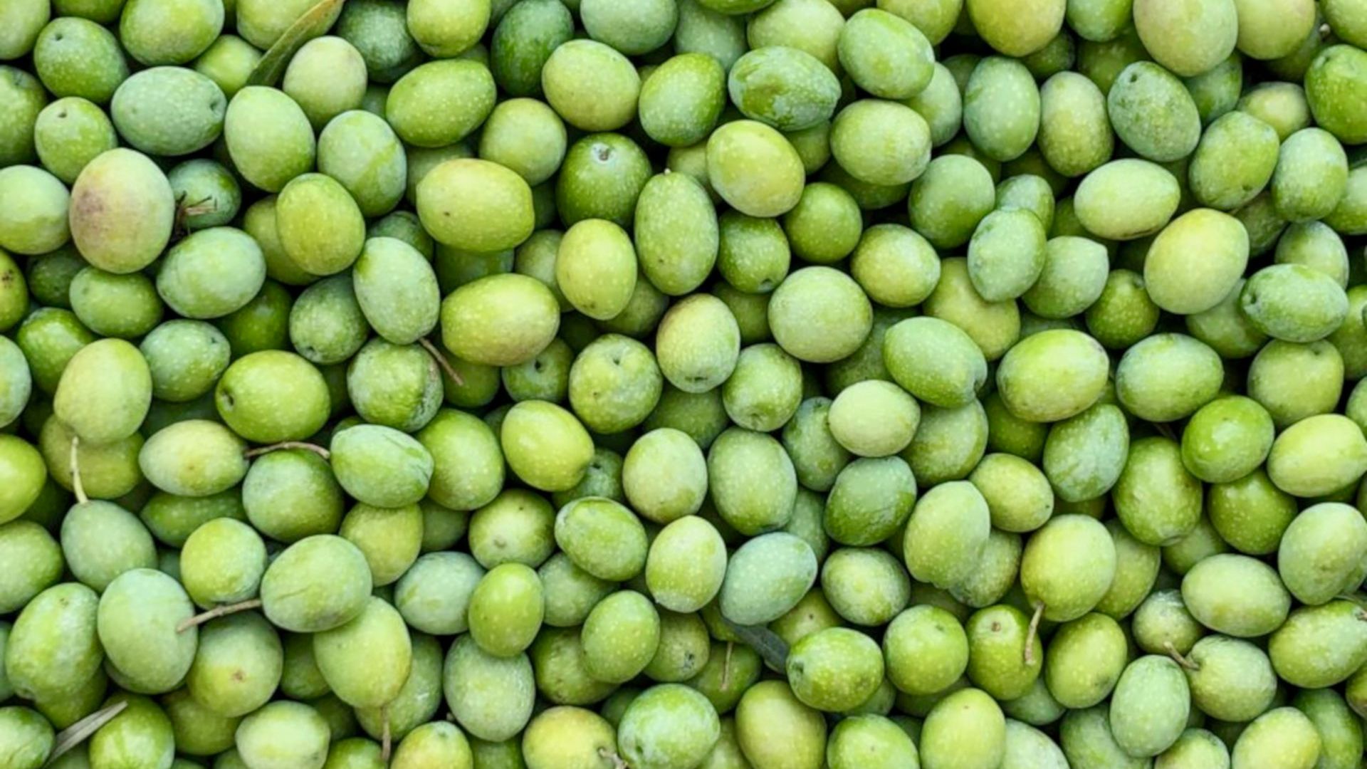 Walk among the olive trees and guided tasting in Oristano - Photo 3