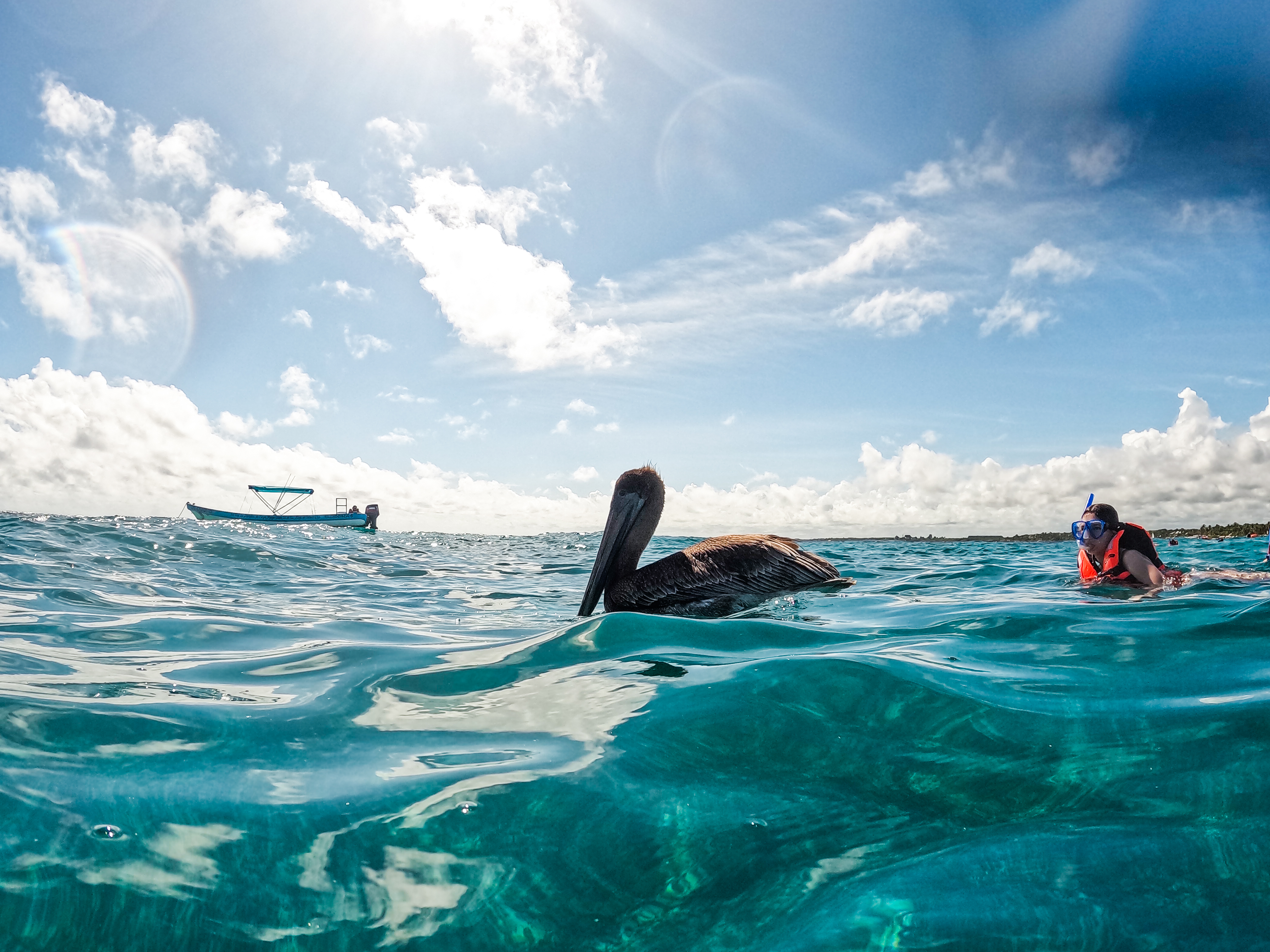 2 horas de Snorkeling en dos puntos del arrecife de Tulum — 39/78