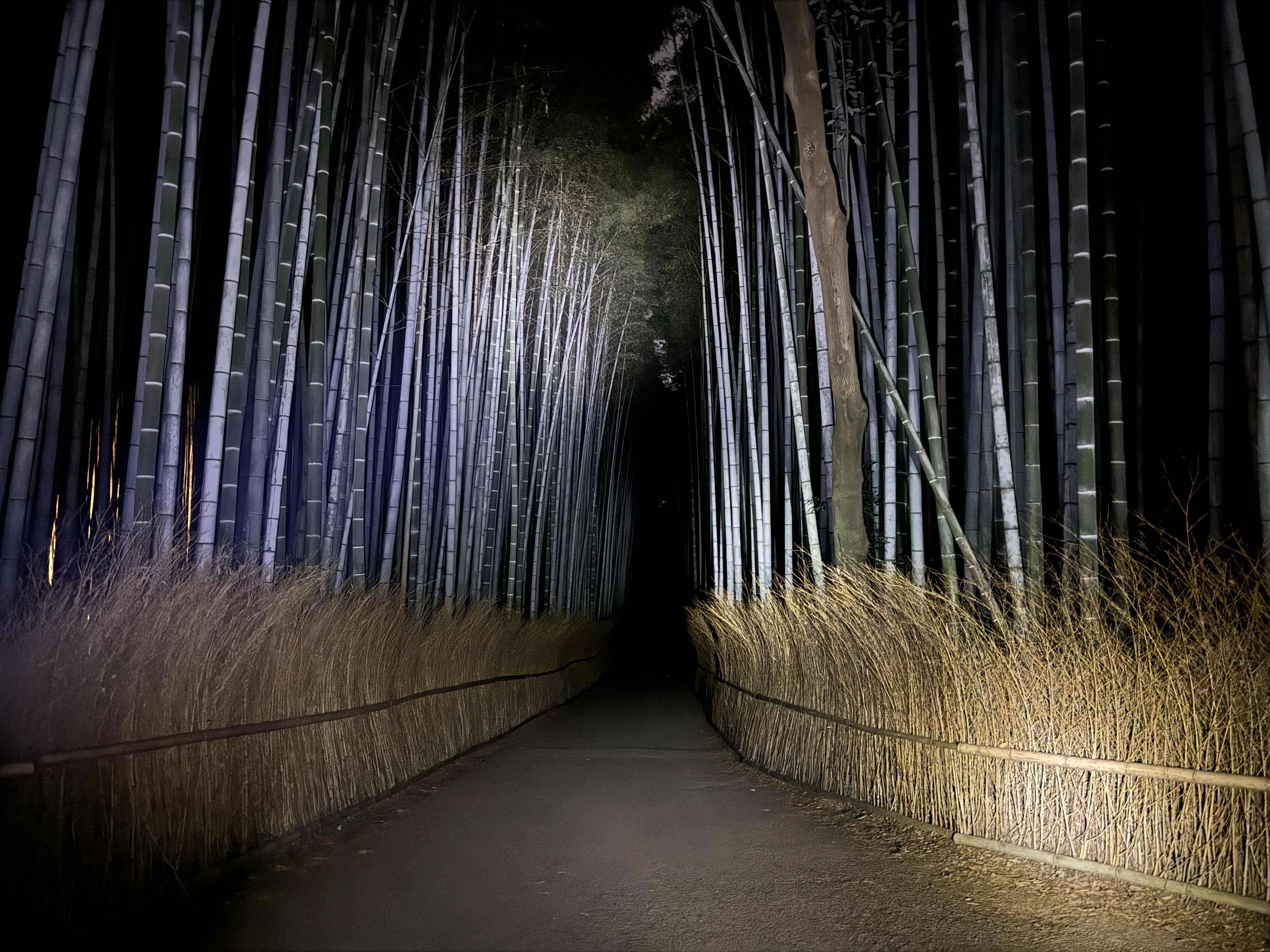 Kyoto Ghost Tour - Dark Tales, Fun, Urban Legends & Bamboo Forest at Night – Image 2 | WeShare