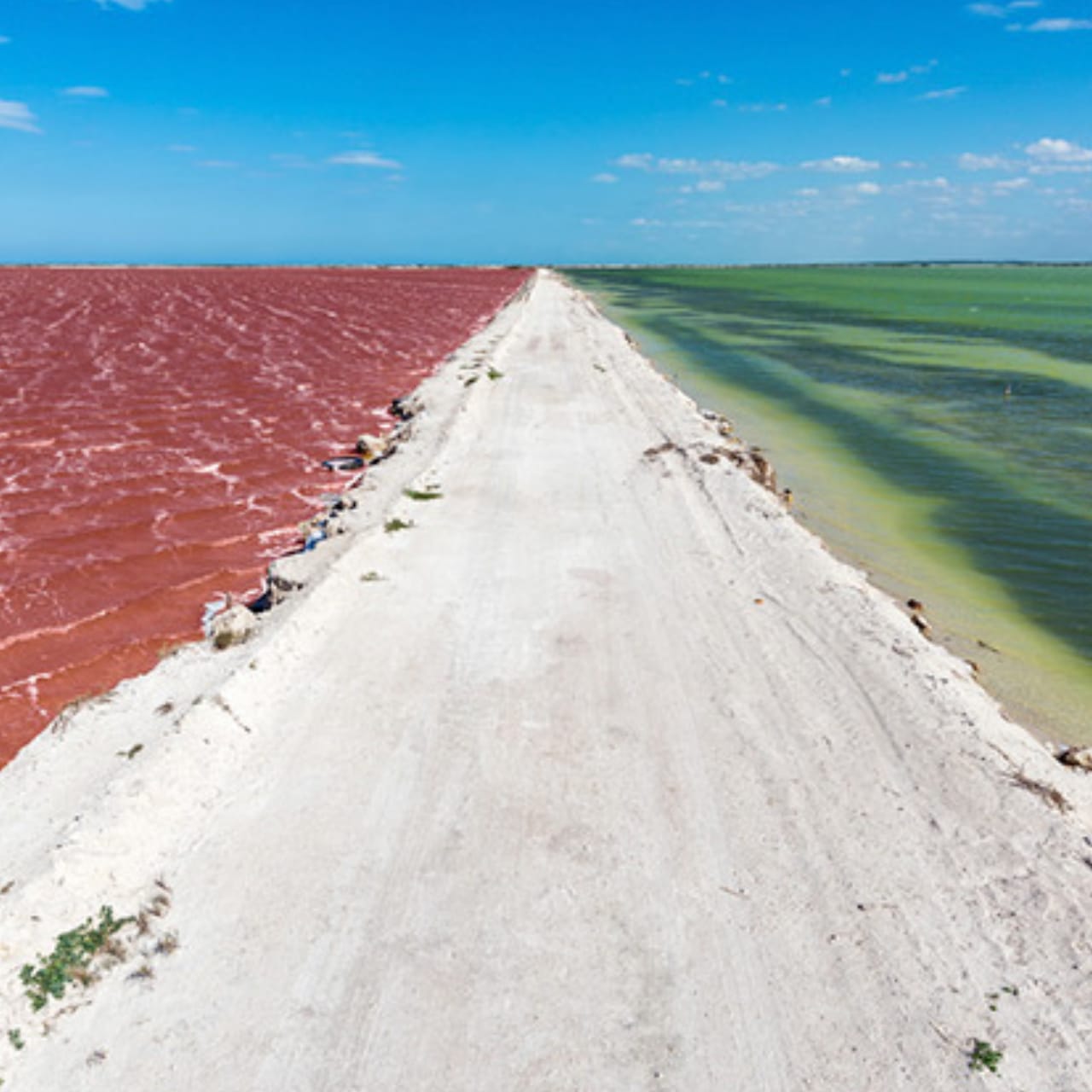 Excursion a las Coloradas y Río Lagartos — 8/17