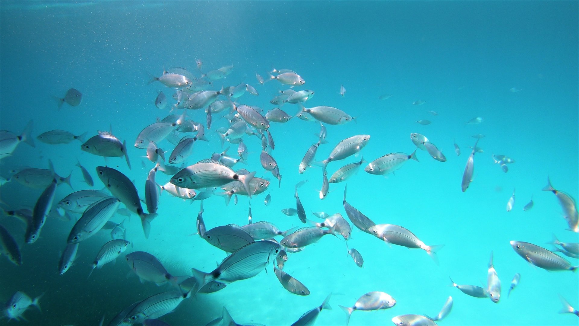 From Puntaldia or San Teodoro: snorkeling at the Molara Pools - Photo 2