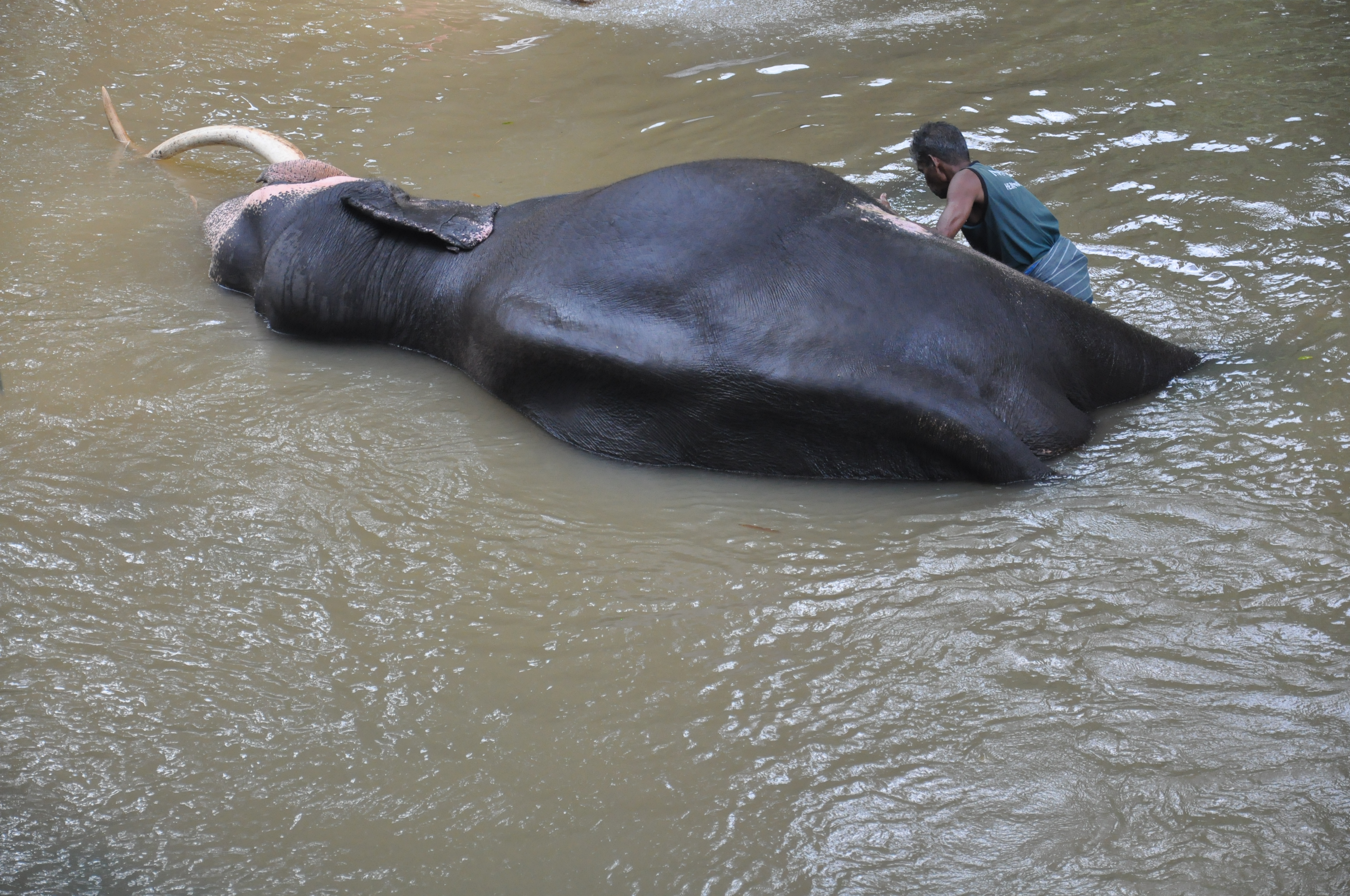 Millennium Elephant Foundation from Colombo Seaport (Private Day Tour)