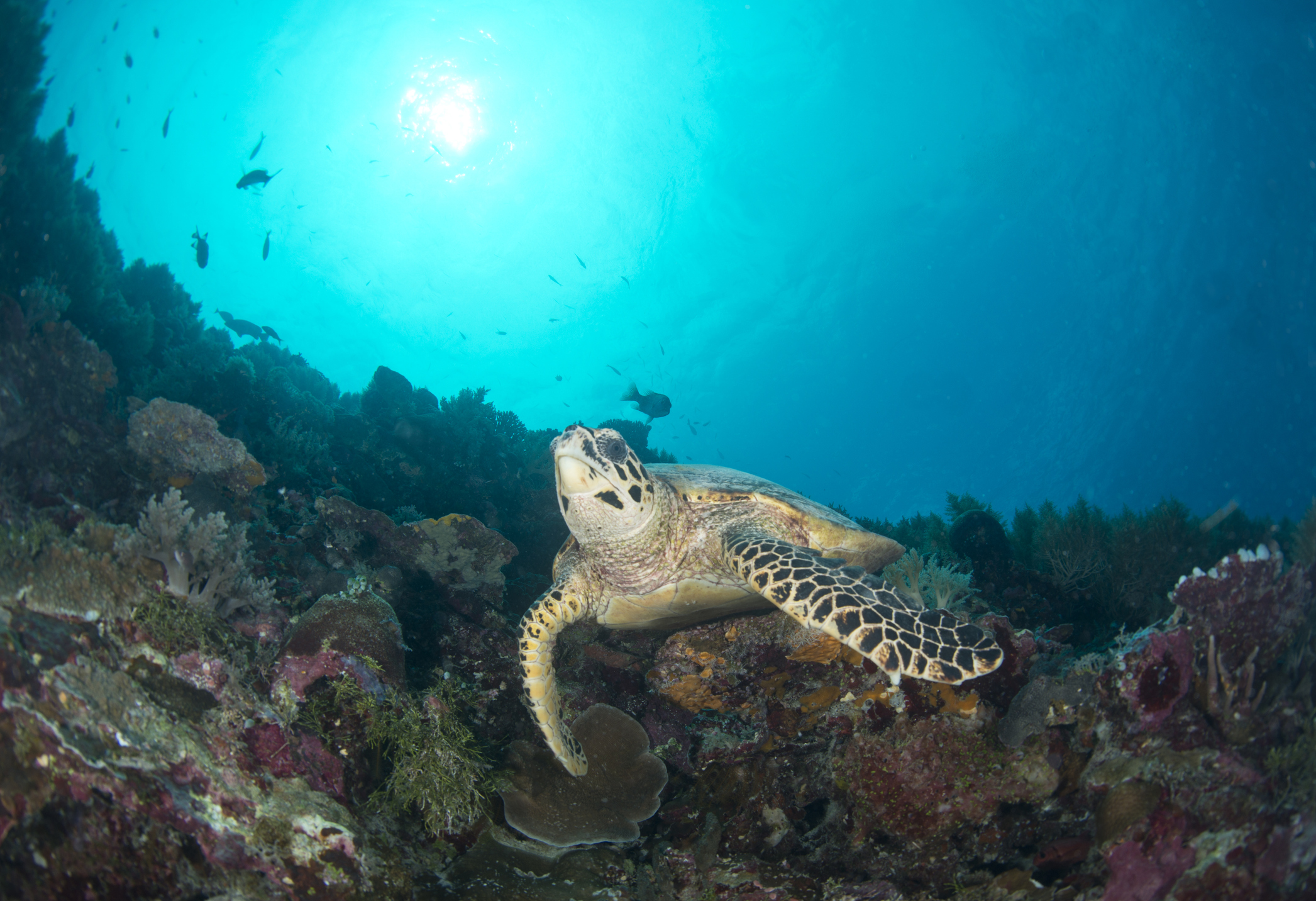 Avistamiento nocturno de tortugas Caretta Caretta