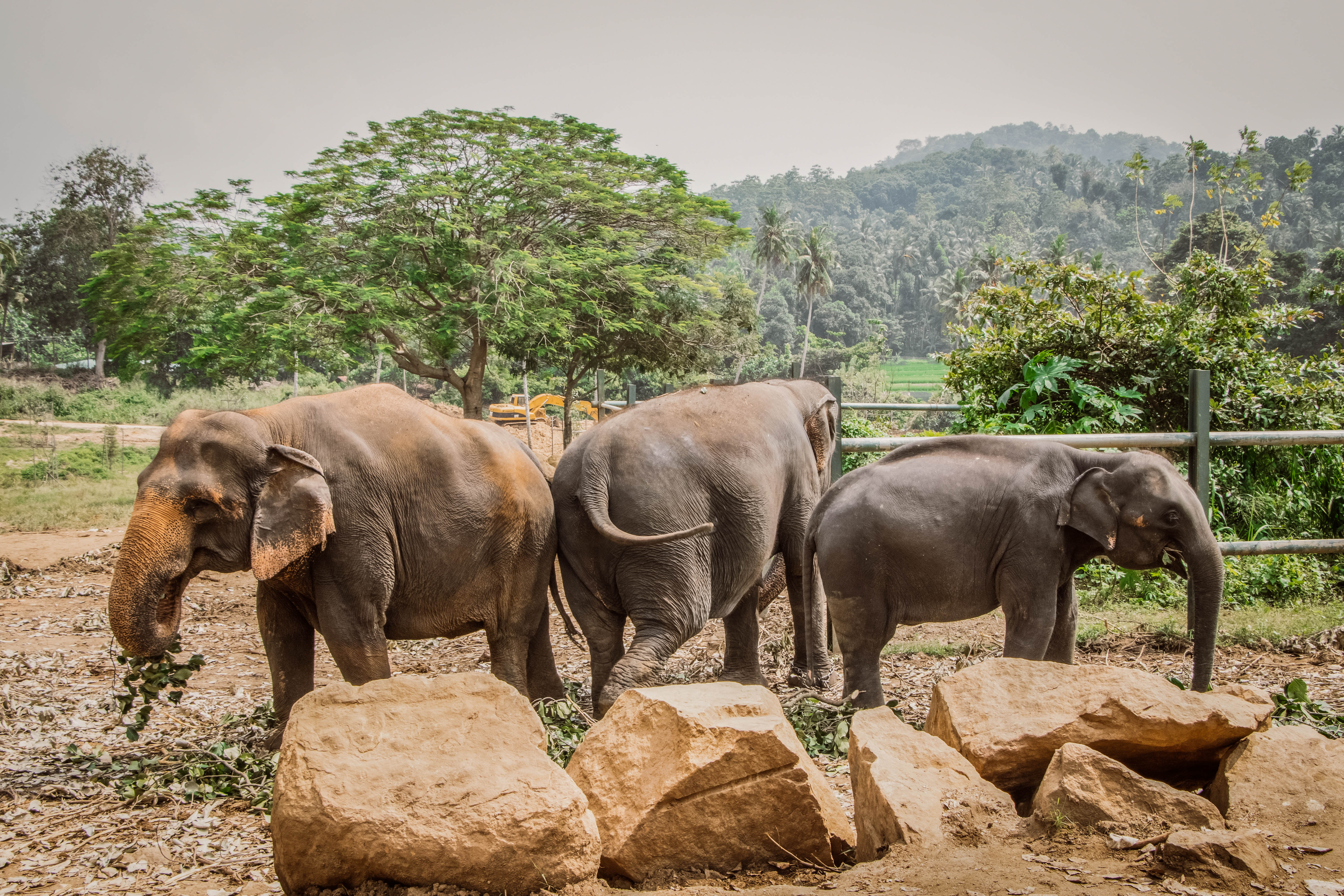 Elephant Explorer Tour from Kandy