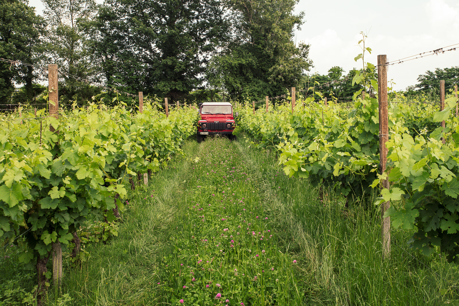 4x4 Vineyard Tour with WineTasting Experience - Photo 13