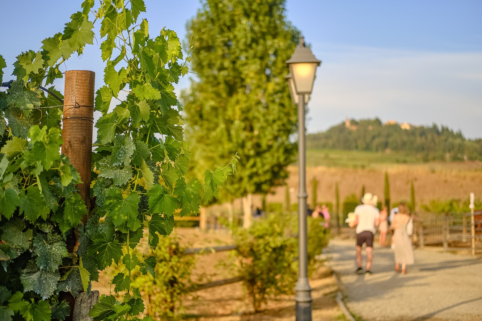 Small-Group Winery Tour with Tasting and Dinner in Chianti - Photo 71