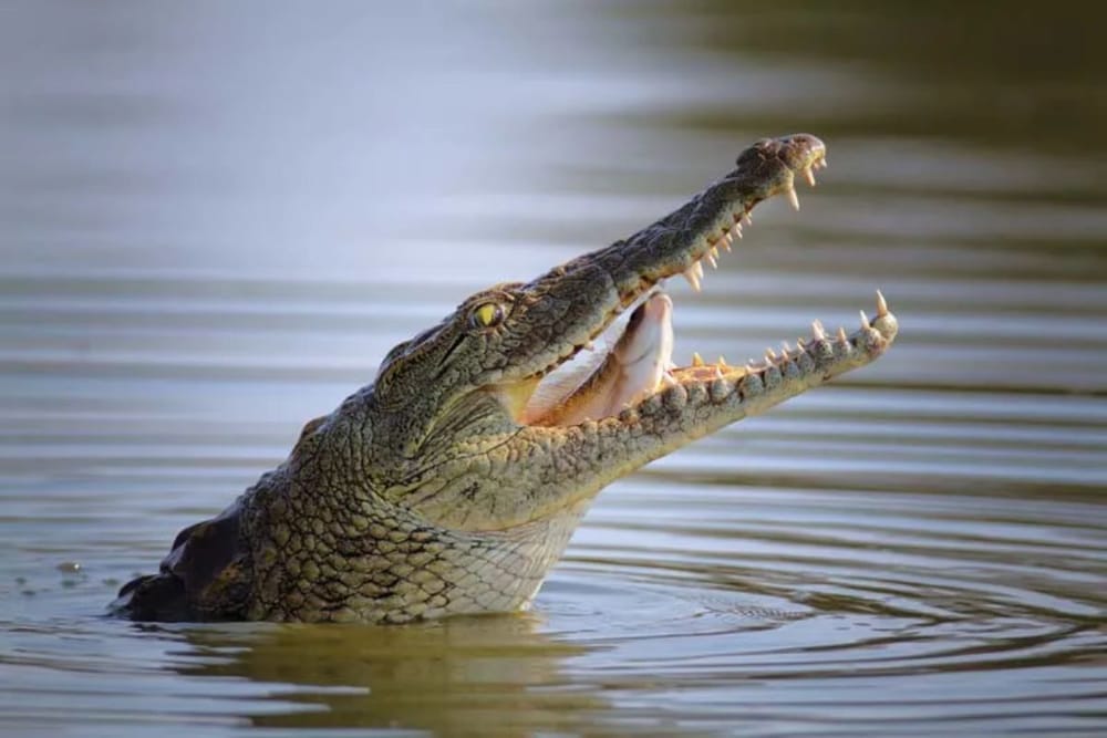 Dubai Crocodile Park Entrance Tickets