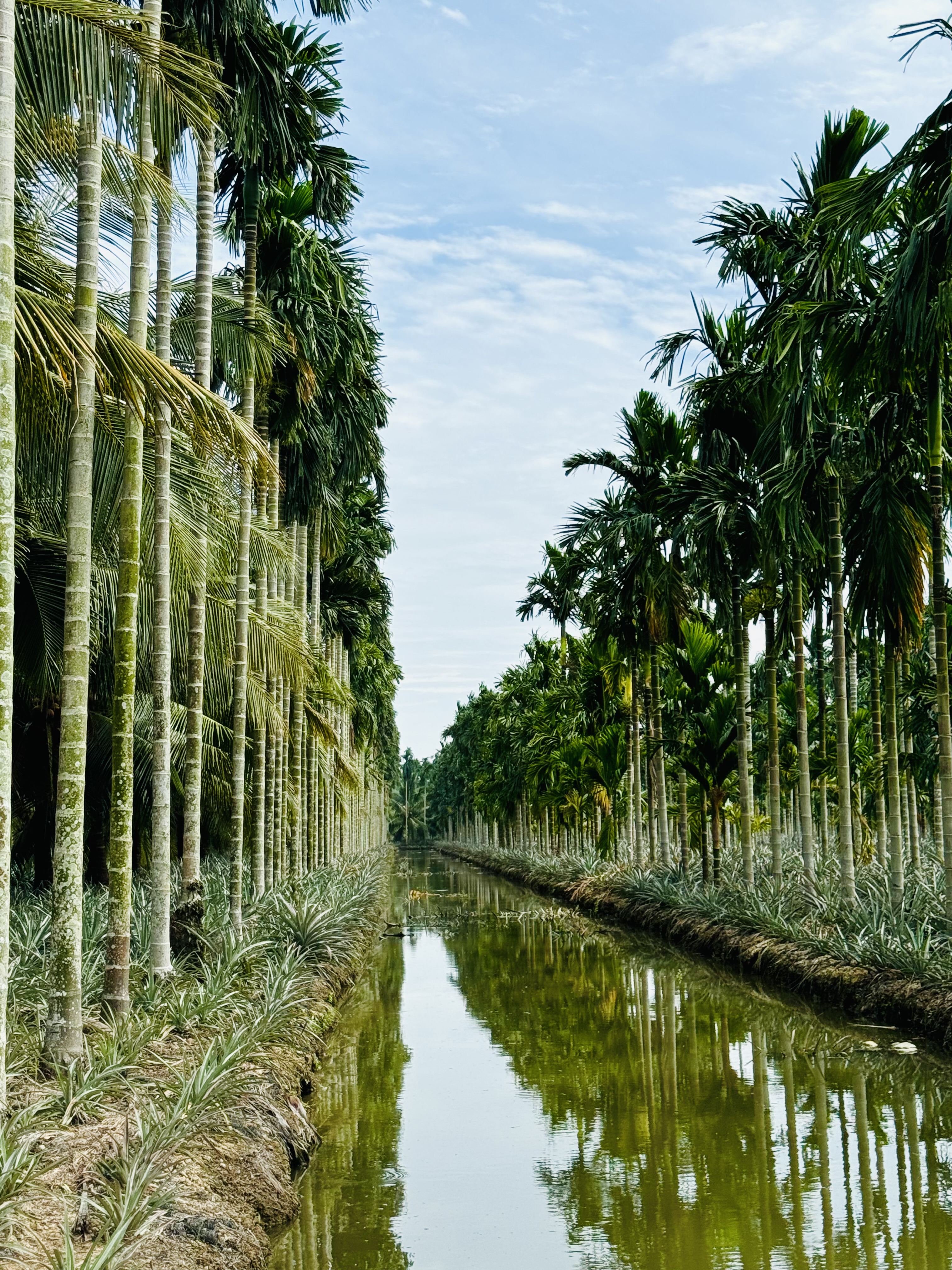 Explore U Minh Thuong Forest and The Bike trip In Pineapple Villages