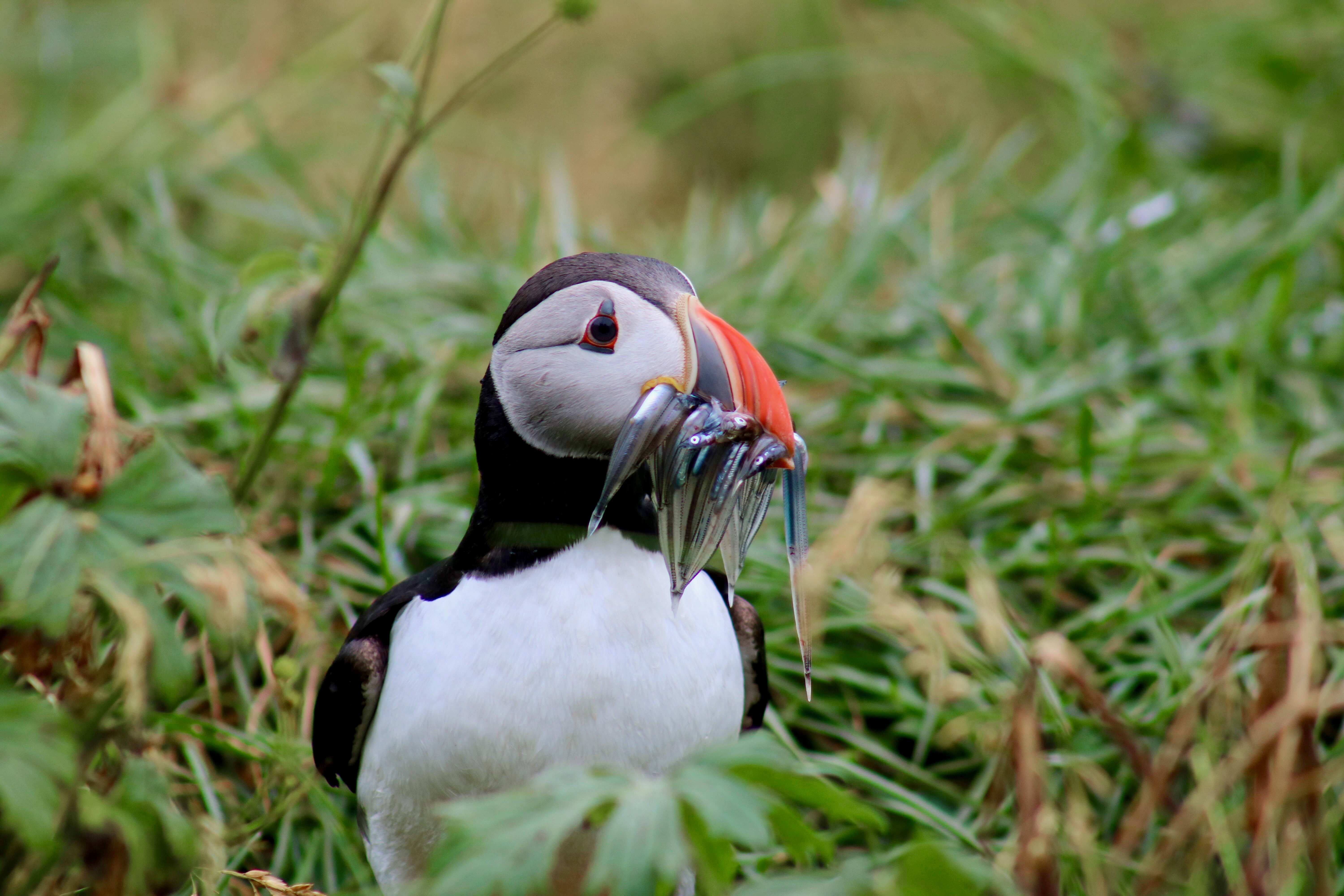Reykjavík Classic Puffin Watching