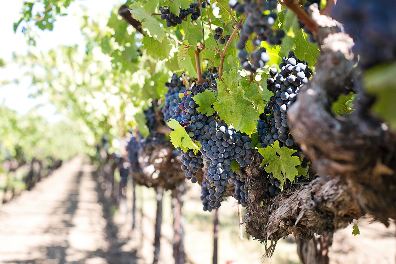 Montepulciano: Quad Tour Nobile Wine Road with light lunch - Photo 5