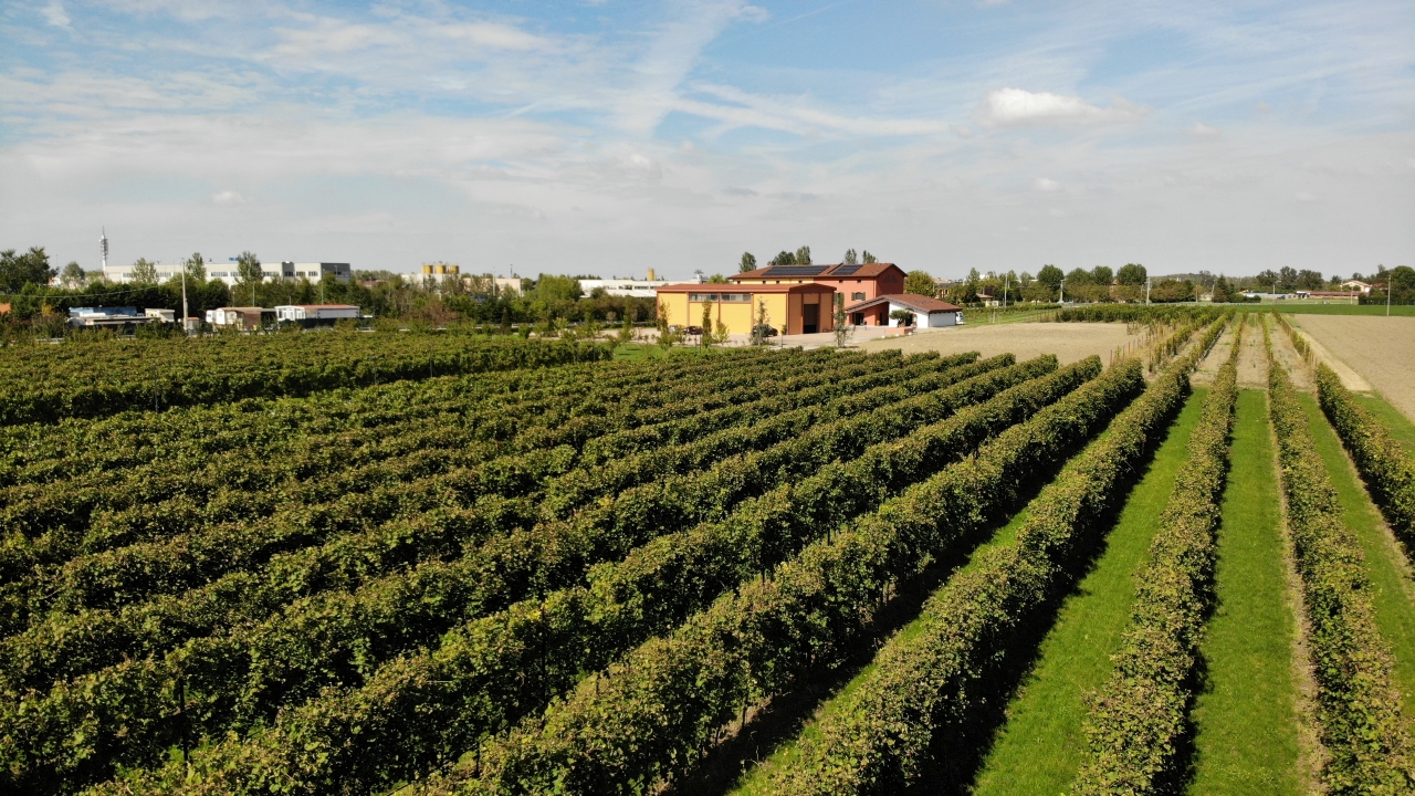 Modena: shared guided tour and tasting of superb Balsamic Vinegar (Italian) - Photo 3