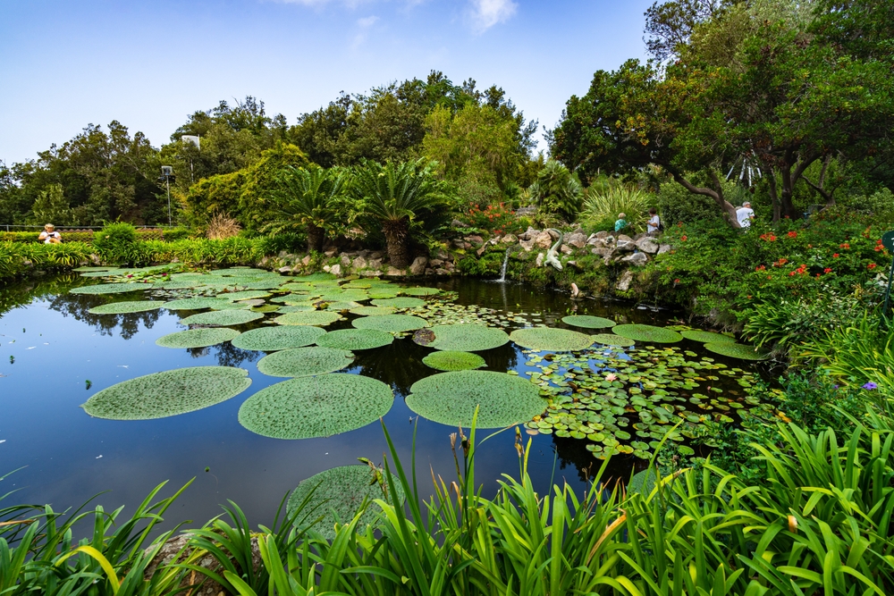 Ischia & La Mortella Gardens guided tour - Photo 2