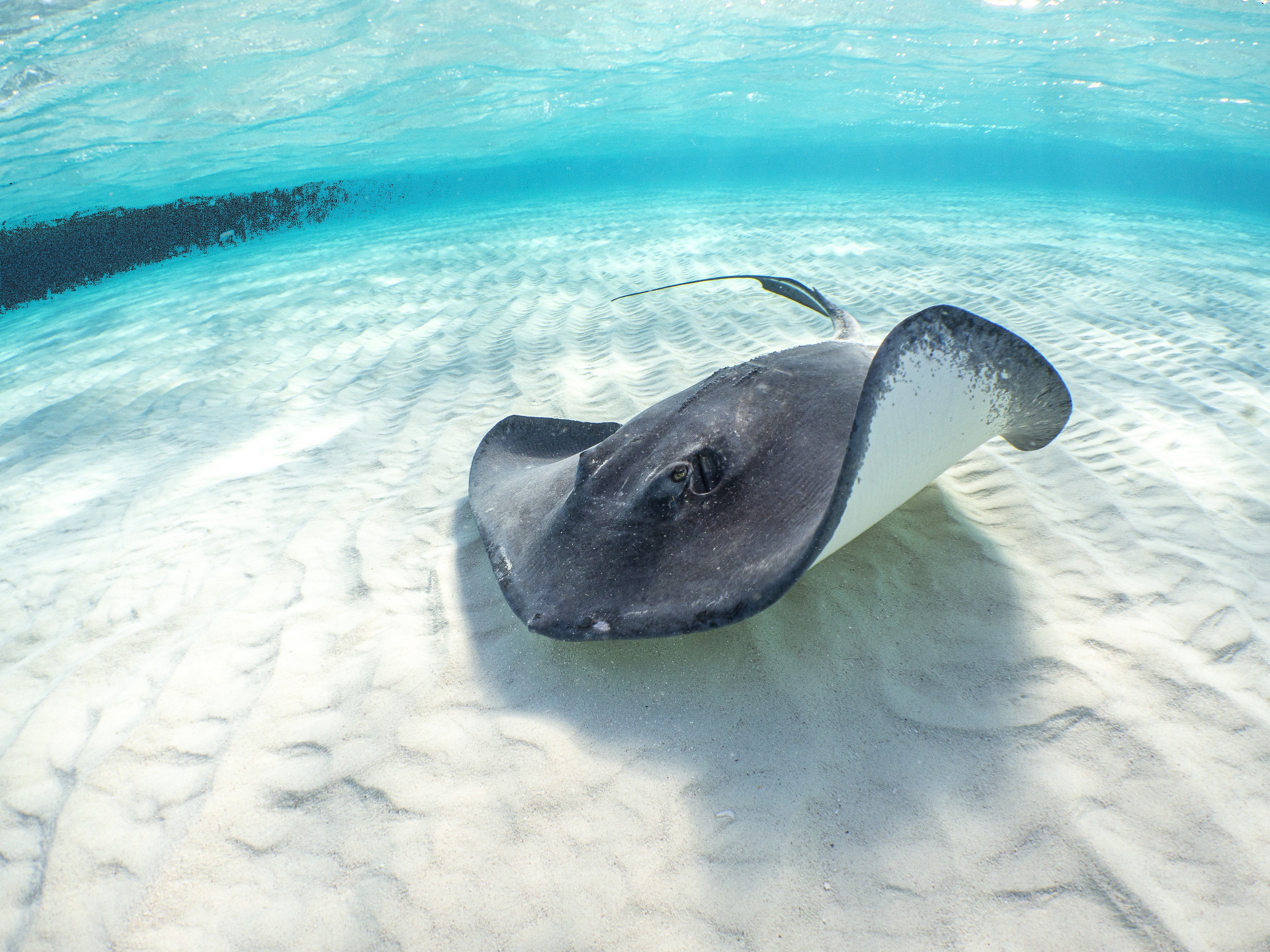 Encuentro con tortugas y esnórquel en el arrecife en Akumal — 9/10