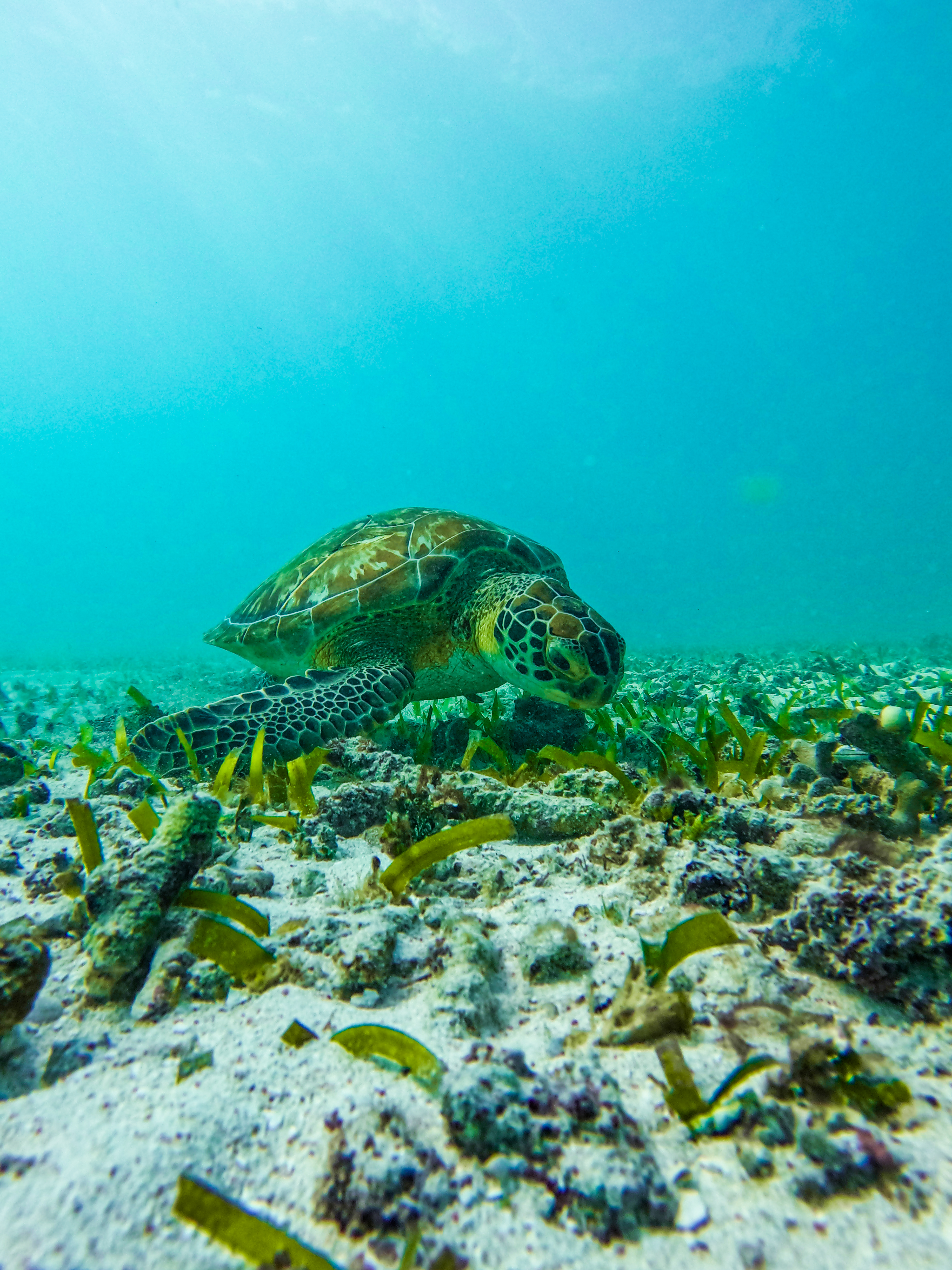 2 horas de Snorkeling en dos puntos del arrecife de Tulum — 51/78