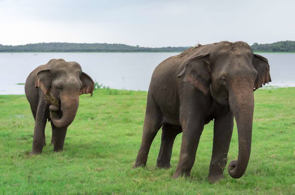 Kaudulla National Park Private Safari with Naturalist