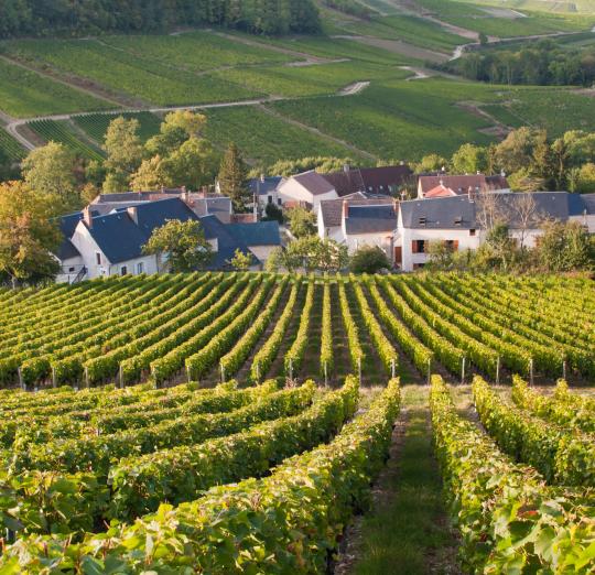 REIMS & CHAMPAGNE REGION One Day Trip  - Photo 5