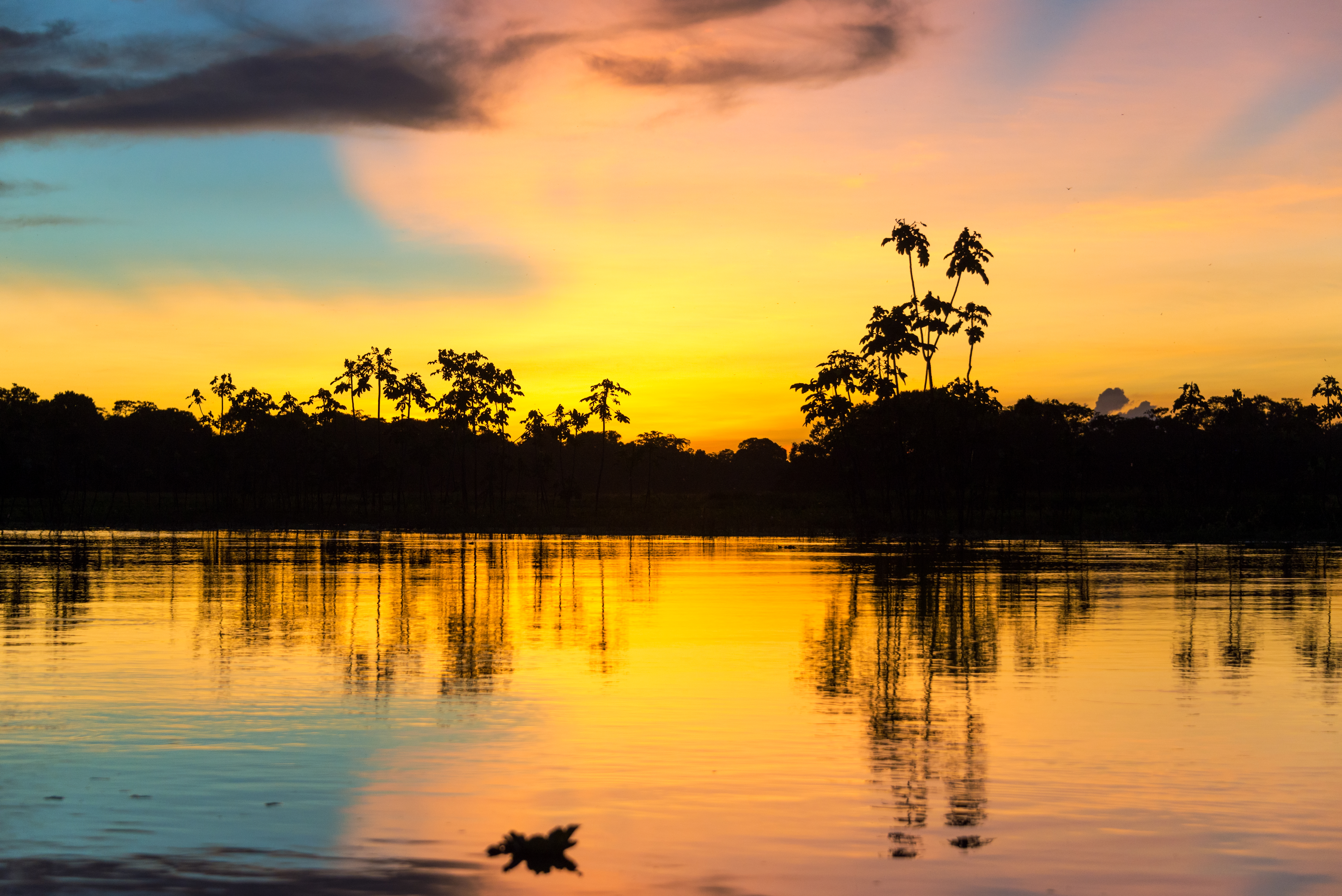 Iqu-02: Selva de Iquitos - 2 días de descubrimiento de la selva tropical - Foto 4