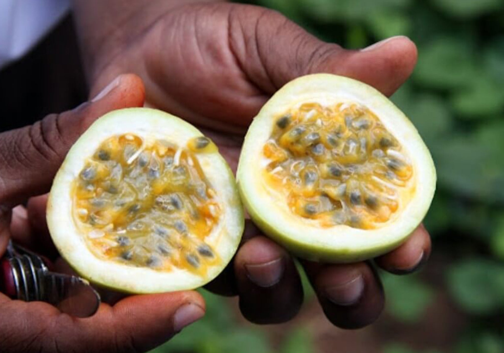 Zanzíbar: pruebe los sabores de las especias y hierbas de la isla - Foto 5