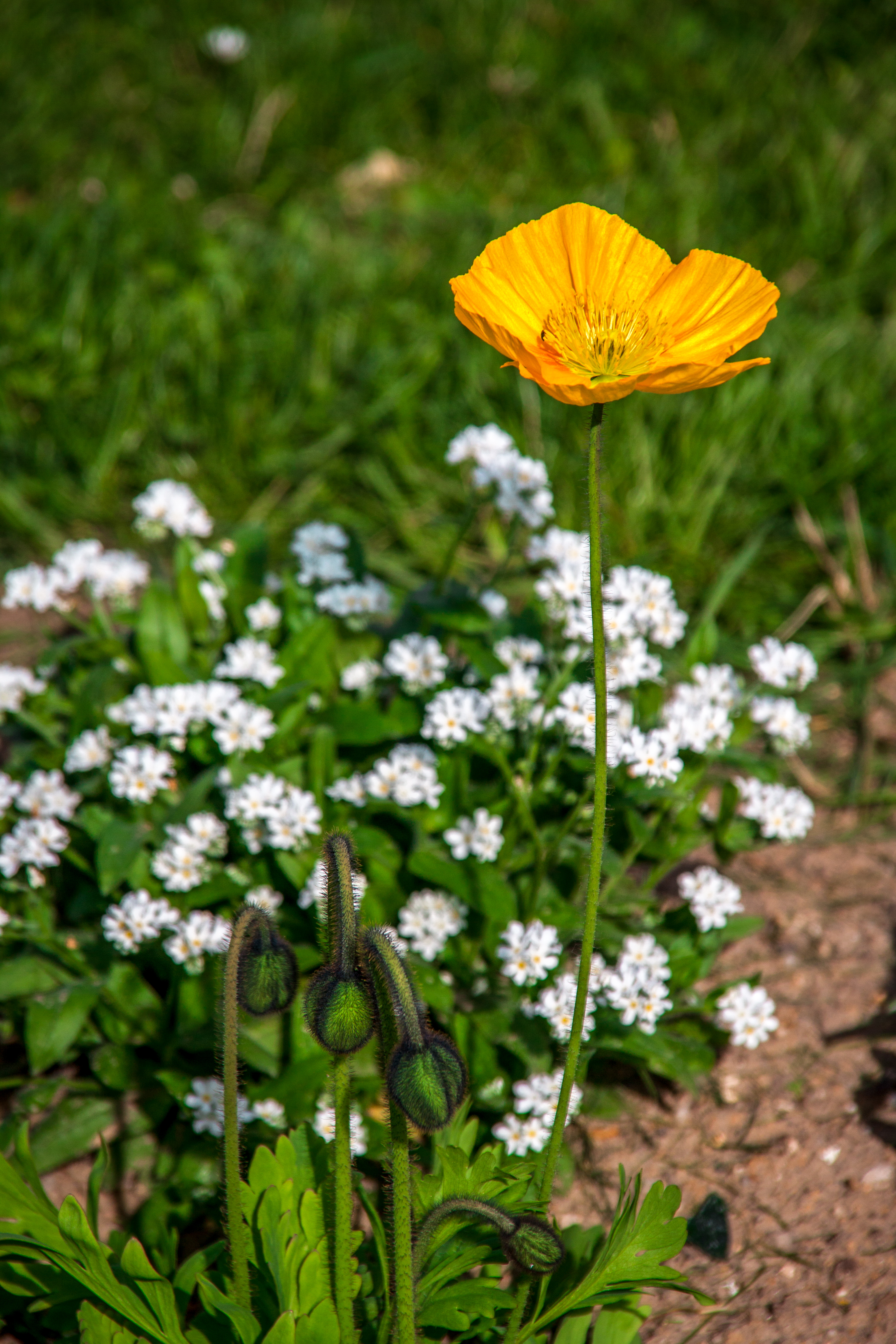 Stroll in the Jardin des Plantes (Botanical Garden) - Photo 6