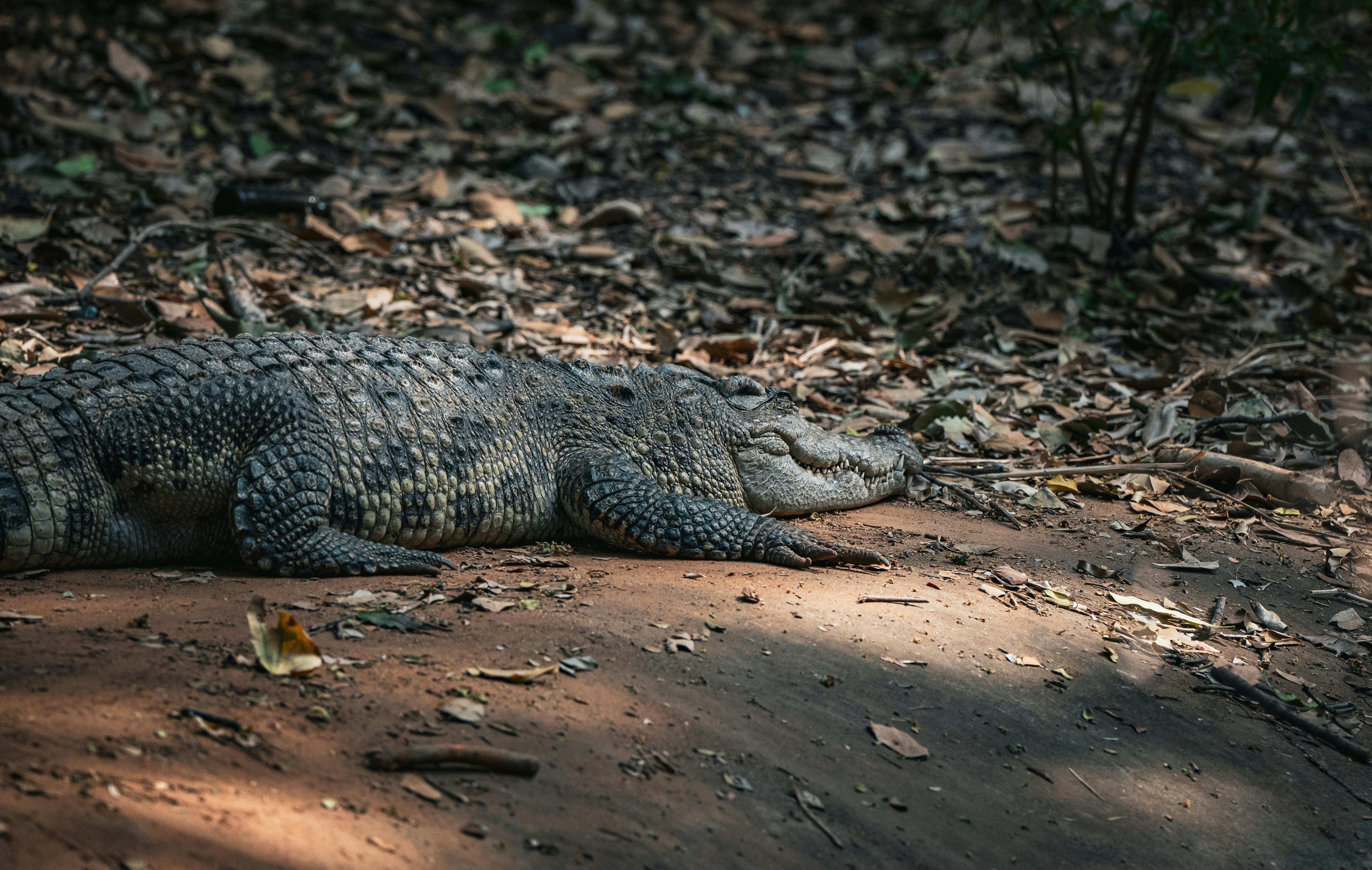 Safari World – Image 4 | WeShare