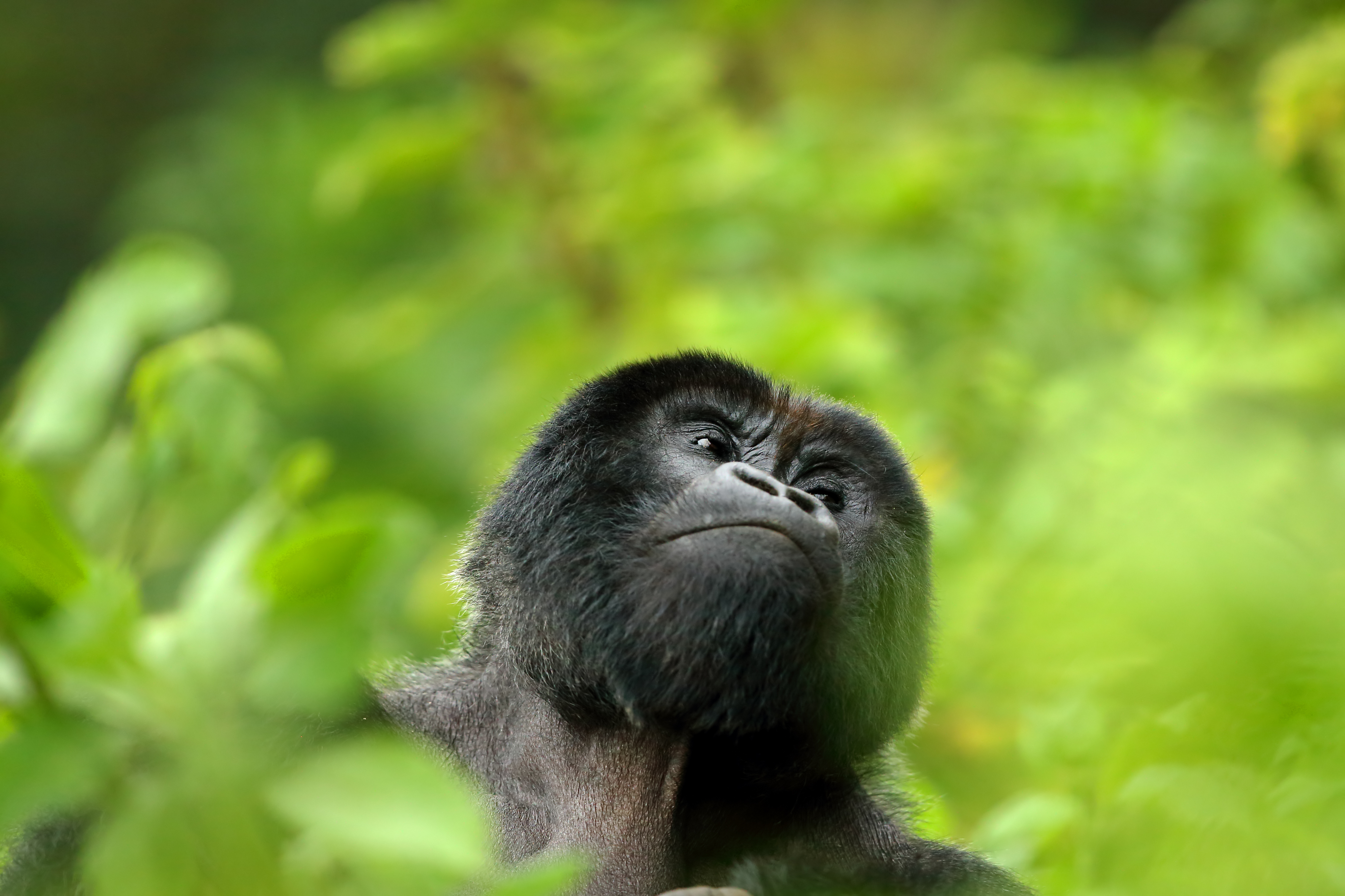 1-Day Gorilla Trekking from Kigali