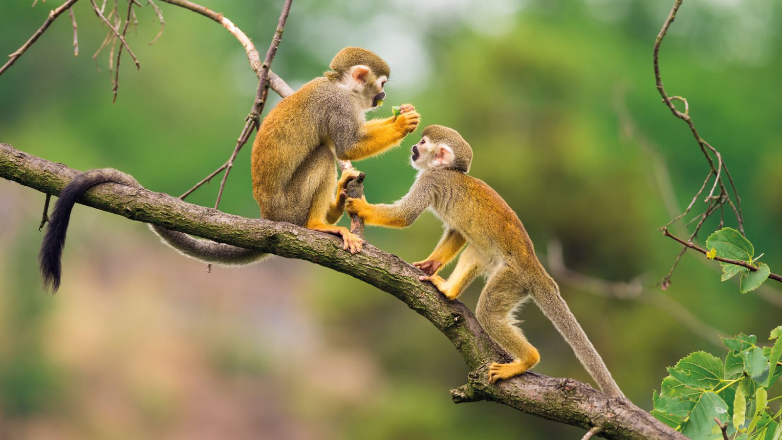 Iqu-07 : Safari de Vida Silvestre Pacaya Samiria - 4 Días de Reserva Amazónica
