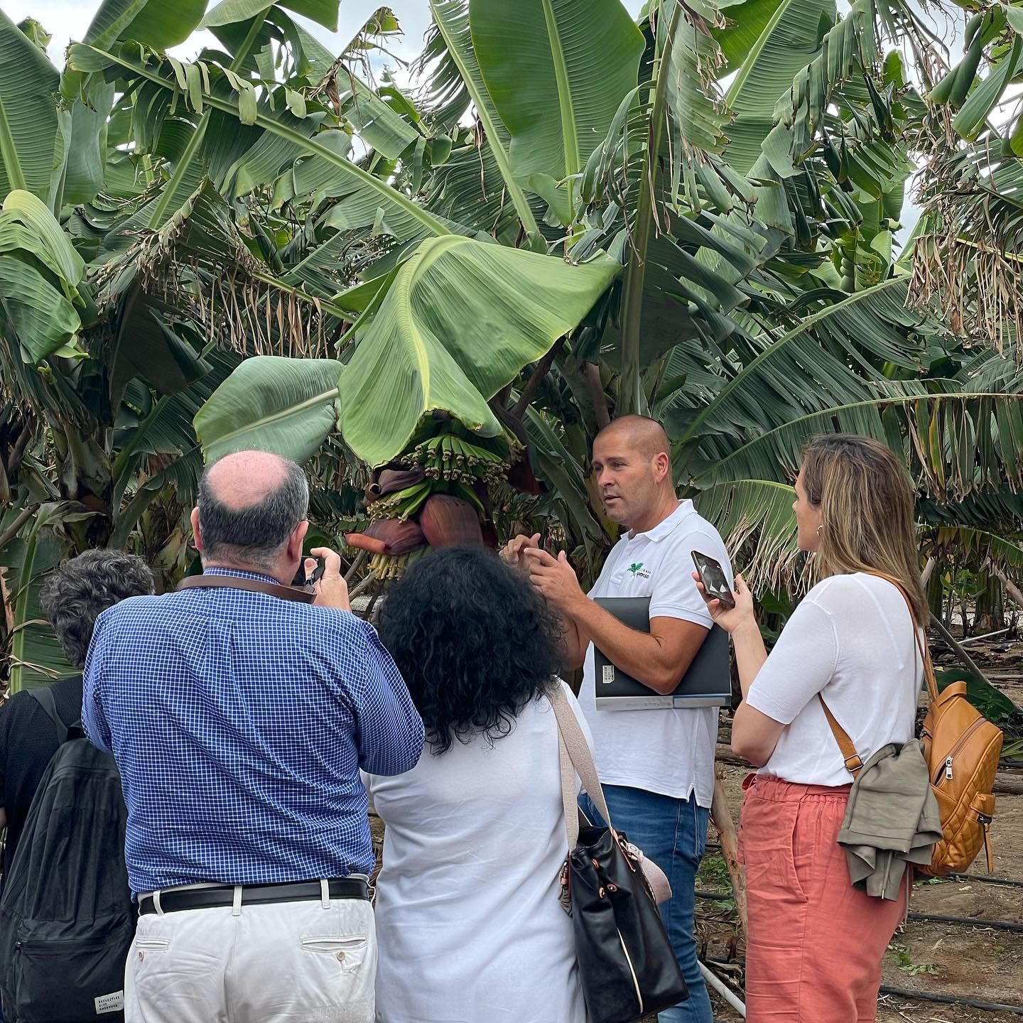 Arucas Banana Adventure: A Guided Journey into the World of Bananas