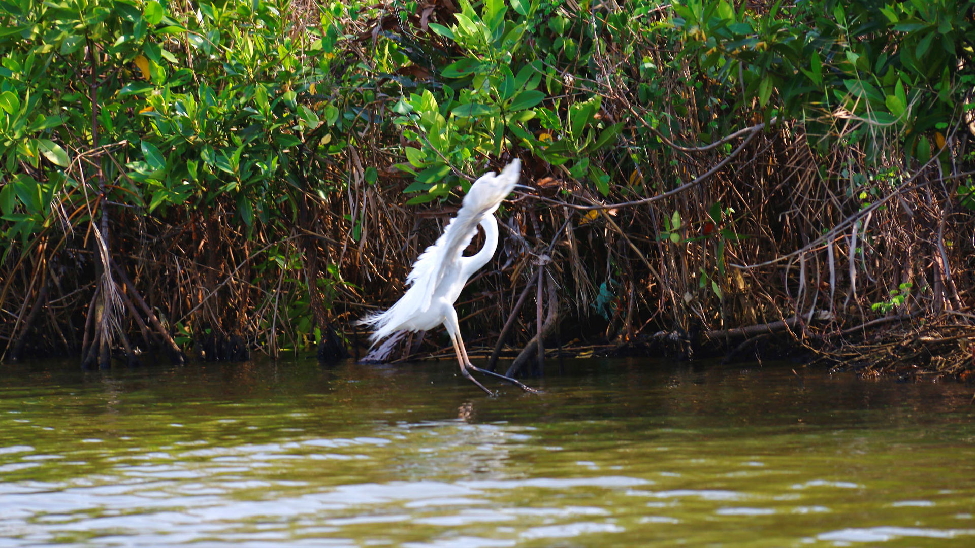 Birdwatching Boat Ride in Muthurajawela Marsh from Colombo