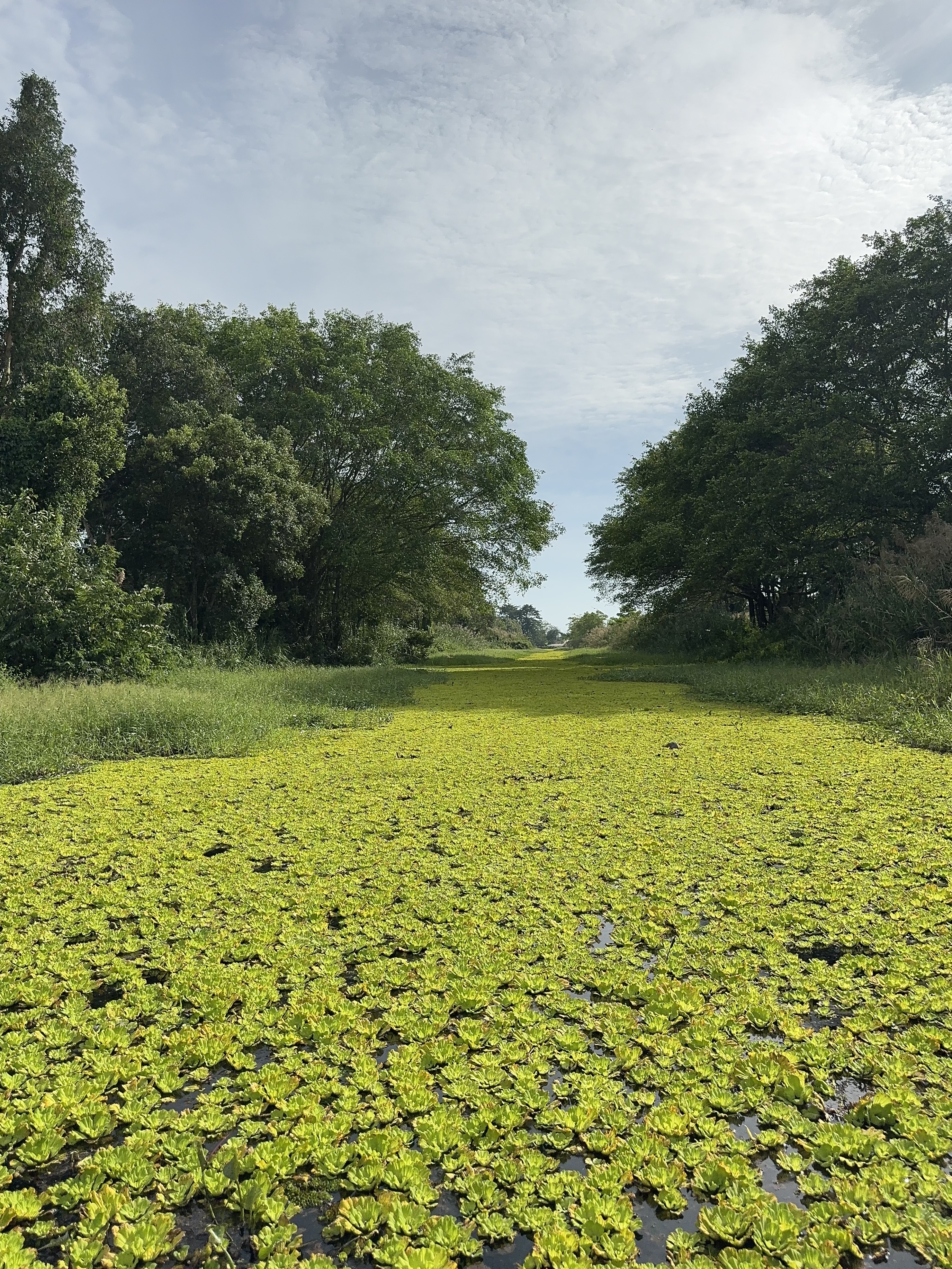 Explore U Minh Thuong Forest and The Bike trip In Pineapple Villages