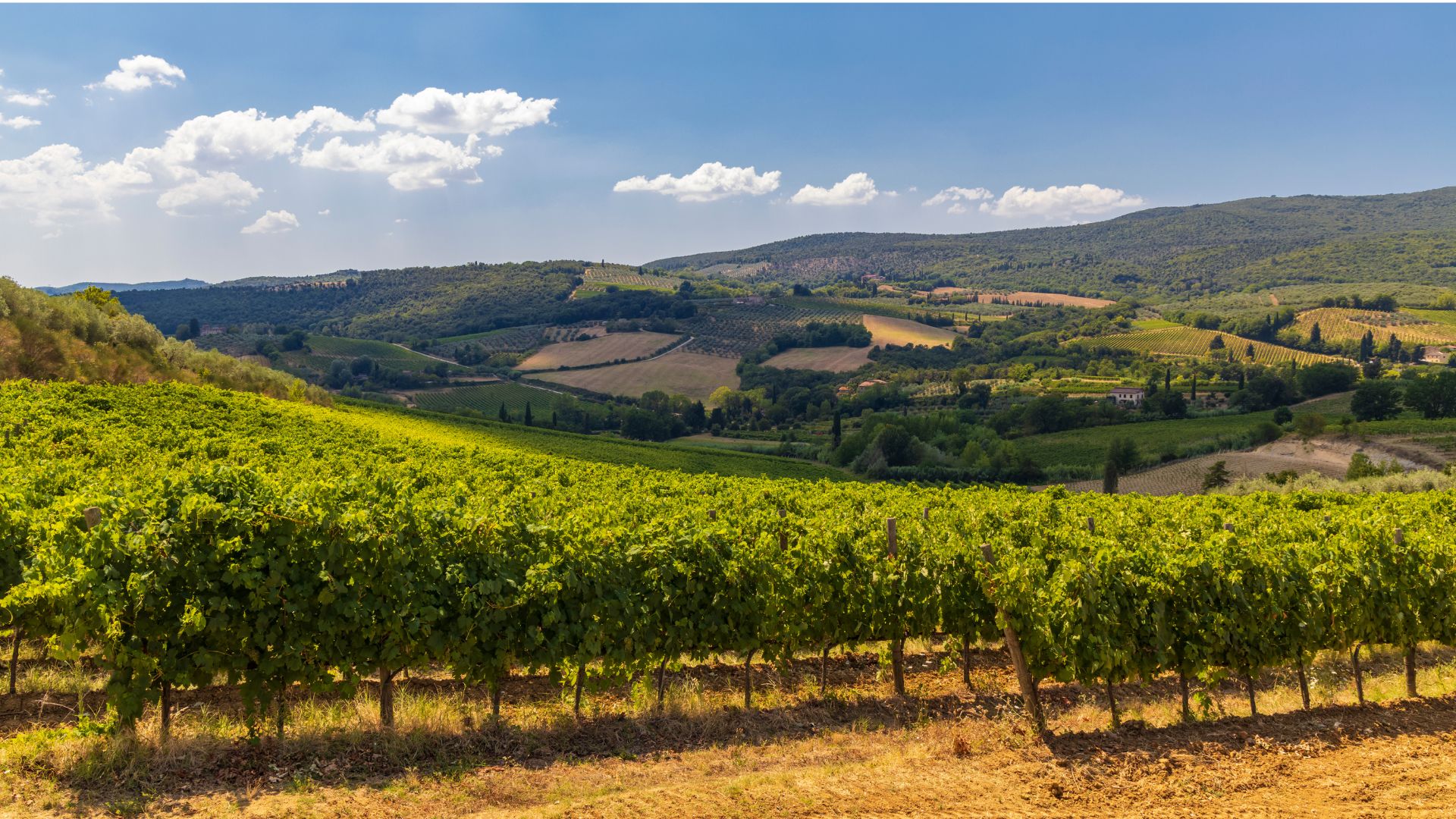Irpinia: Wine tasting and guided tour - Photo 15
