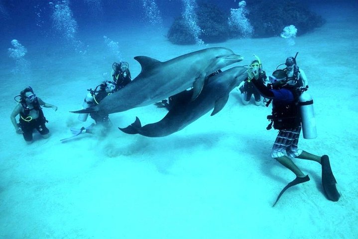 Excursión de un día de buceo en yate a Hurghada con 2 inmersiones, almuerzo y traslados privados