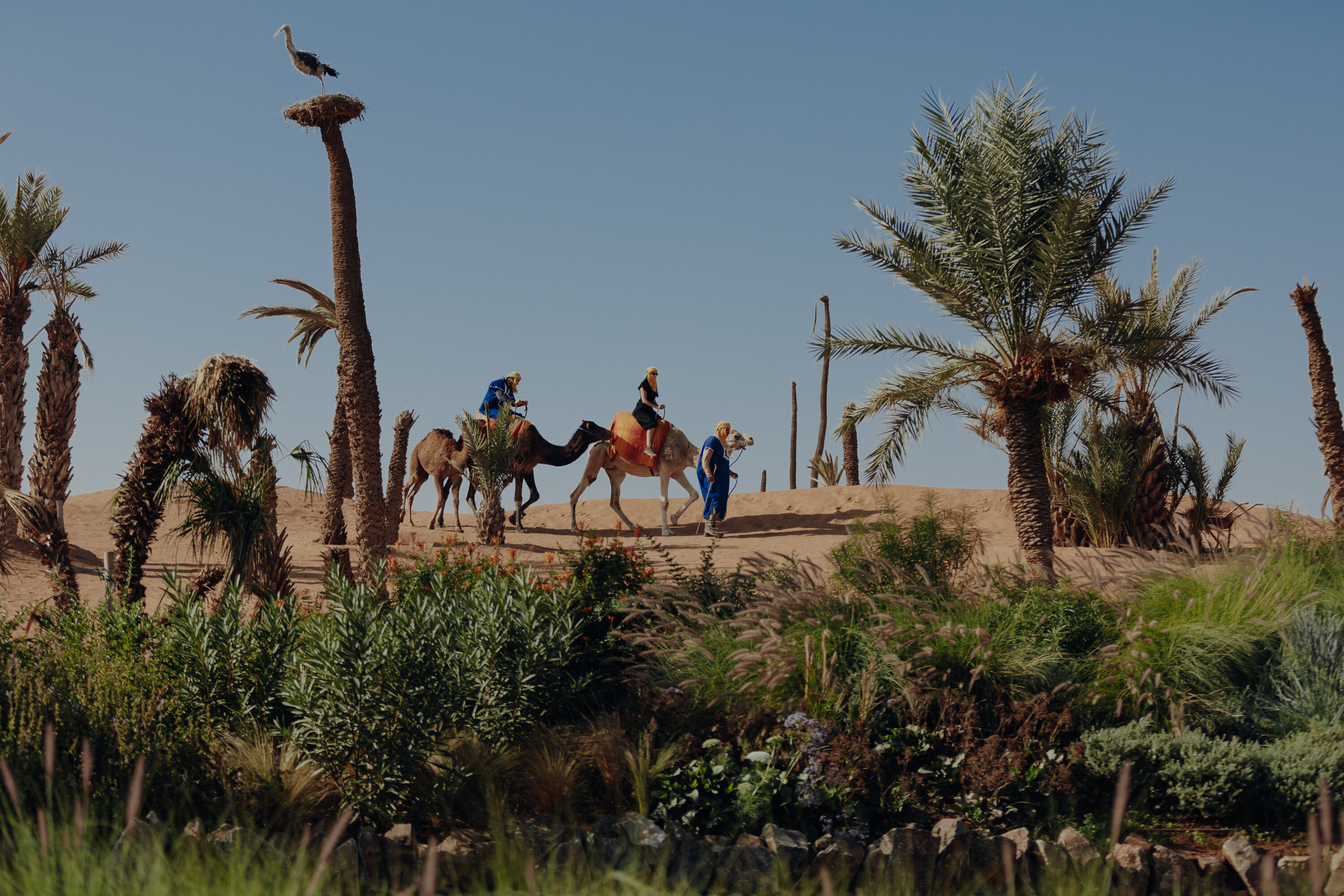 Paseo en camello en el Oasis Camp