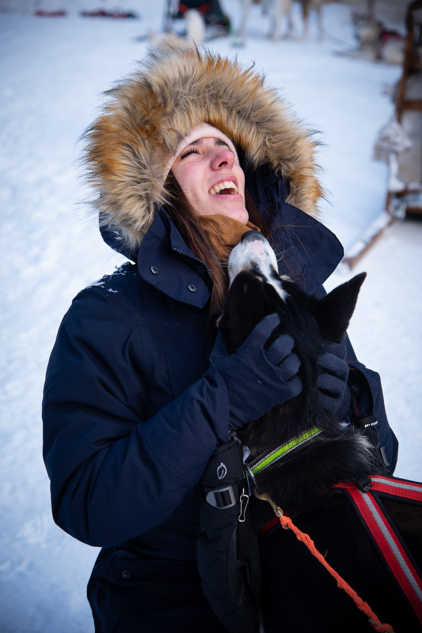 Visita a Granja de Huskies y Safari en Trineo 2H con Recogida en Grupo Reducido - Alojamientos en Rovaniemi