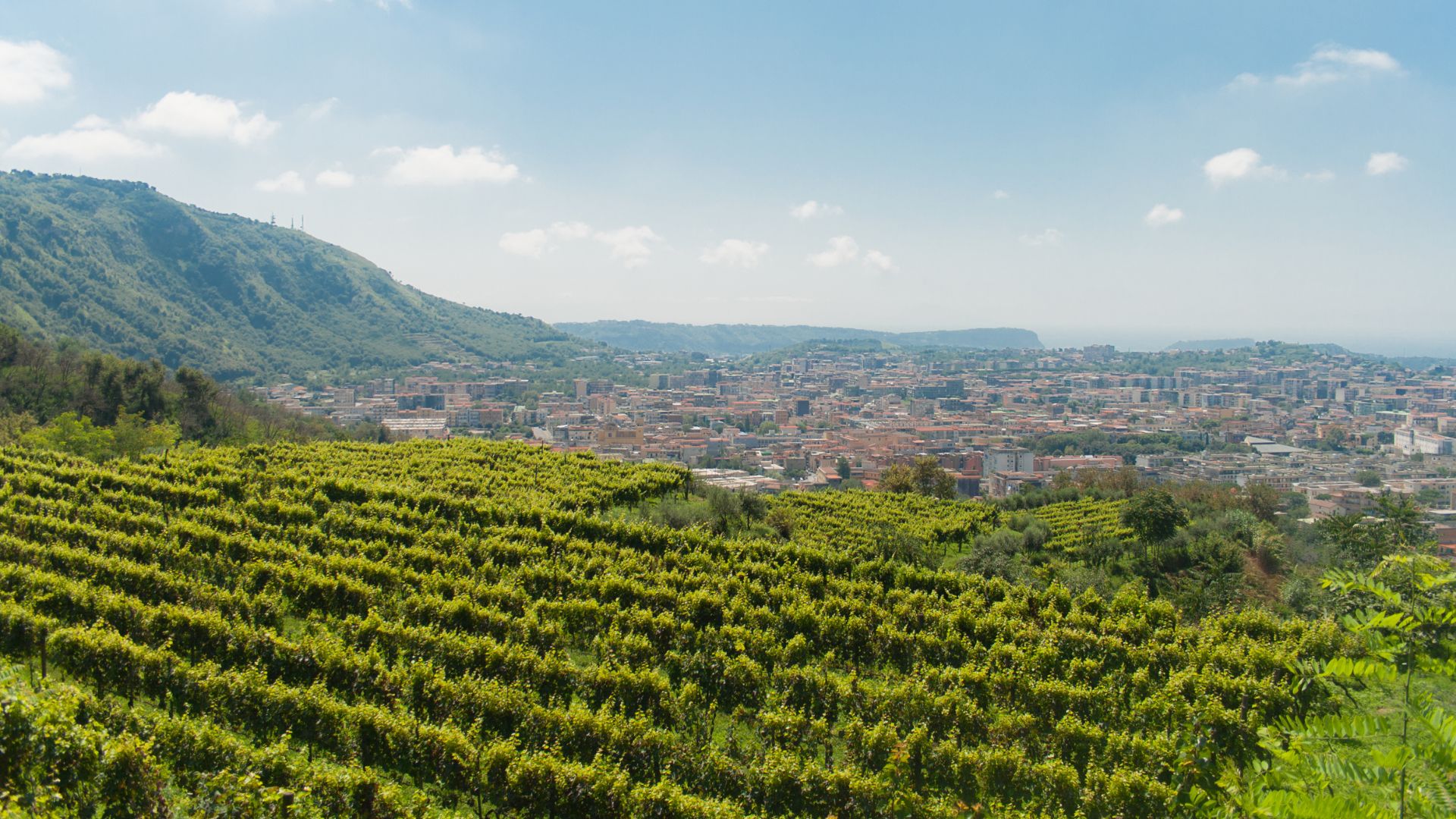 Naples: winery tour and wine tasting on Astroni crater - Photo 4