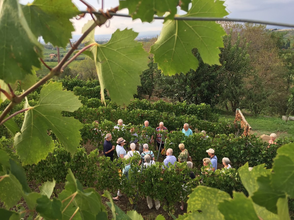 Frascati: 3-Hour Wine Tasting Experience with Lunch/Dinner - Photo 9