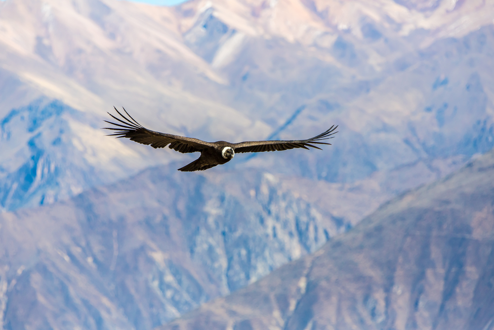 Are-02: Tour de un día al Cañón del Colca