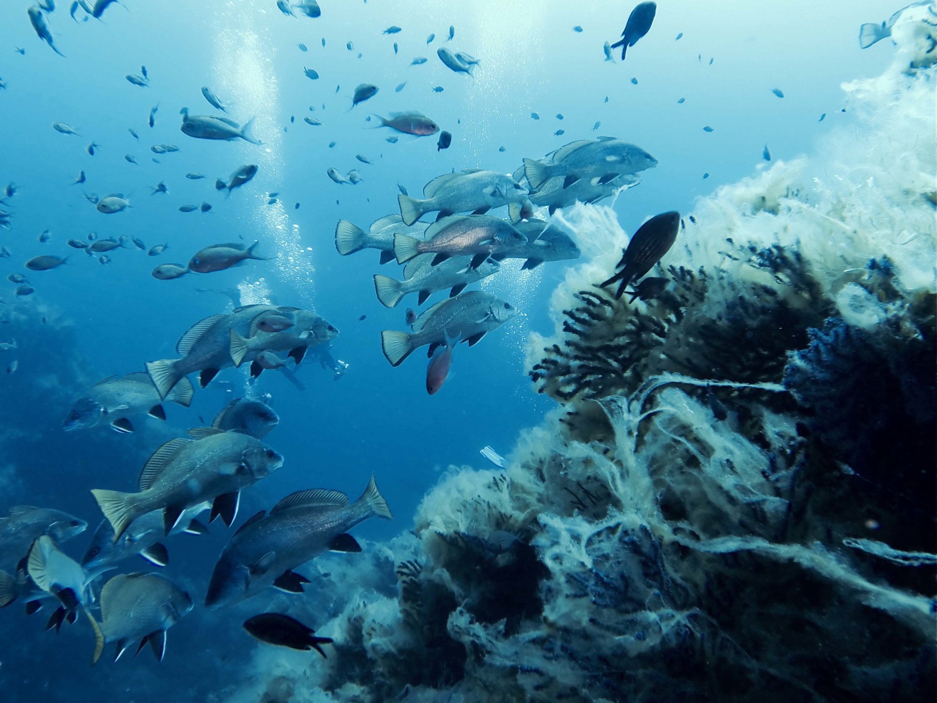 From San Teodoro: diving for professionals in Tavolara and Molara - Photo 4