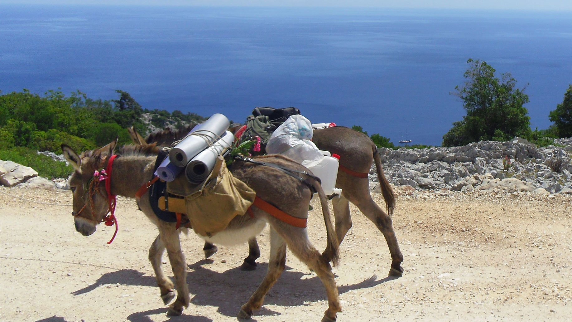 From Dorgali: 3-day donkey trekking in the Gulf of Orosei - Photo 2