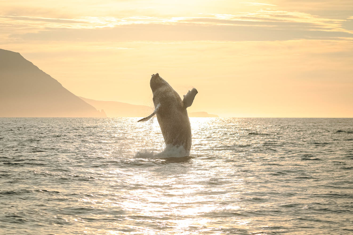 Midnight Sun Whale Watching from Húsavík - photo 8