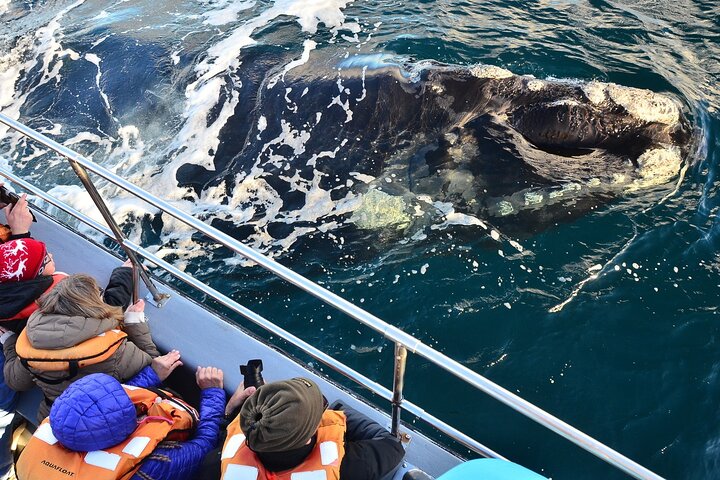 Tour Península Valdés desde Puerto Madryn con avistamiento de ballenas opcional - Foto 3