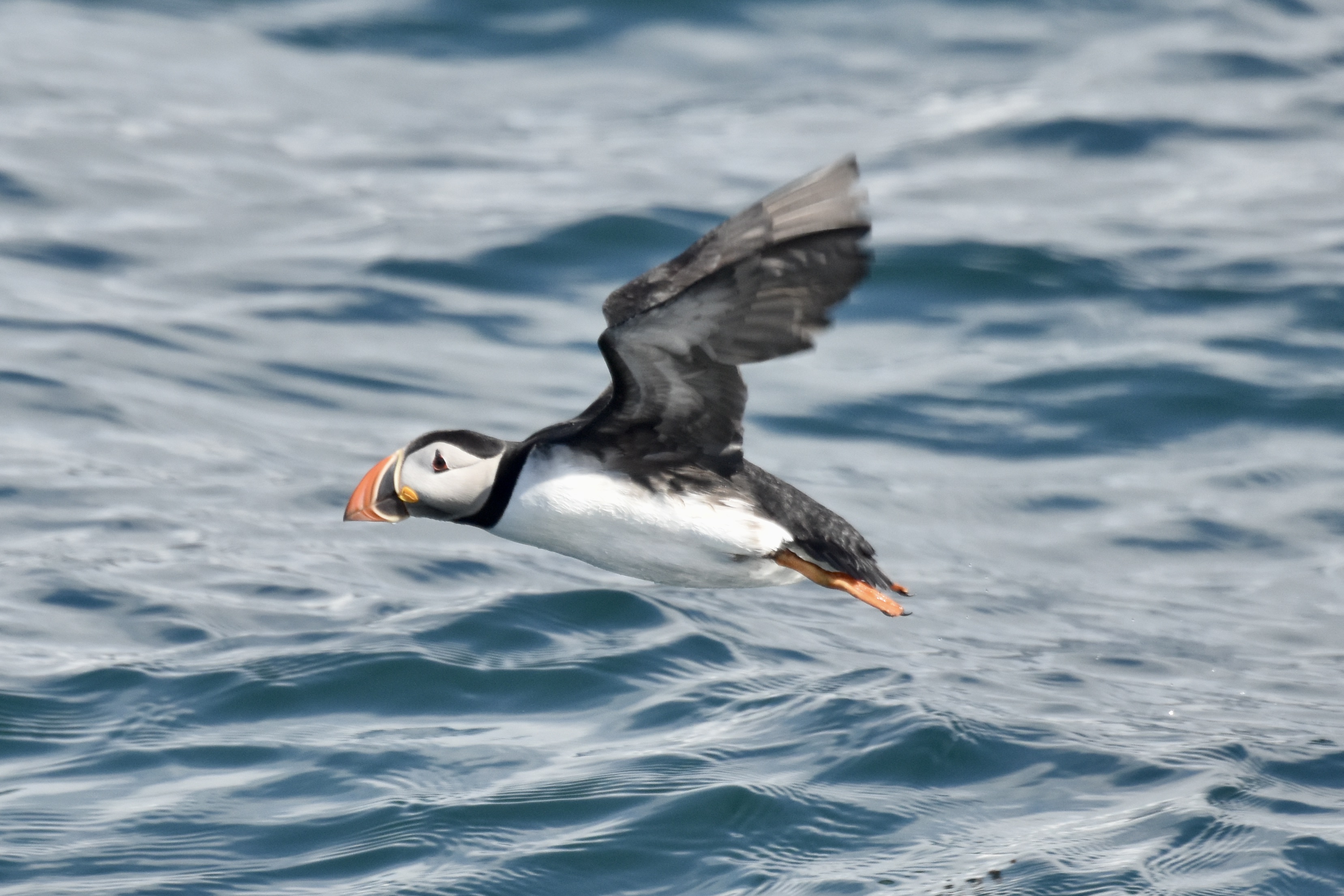 Reykjavík Classic Puffin Watching