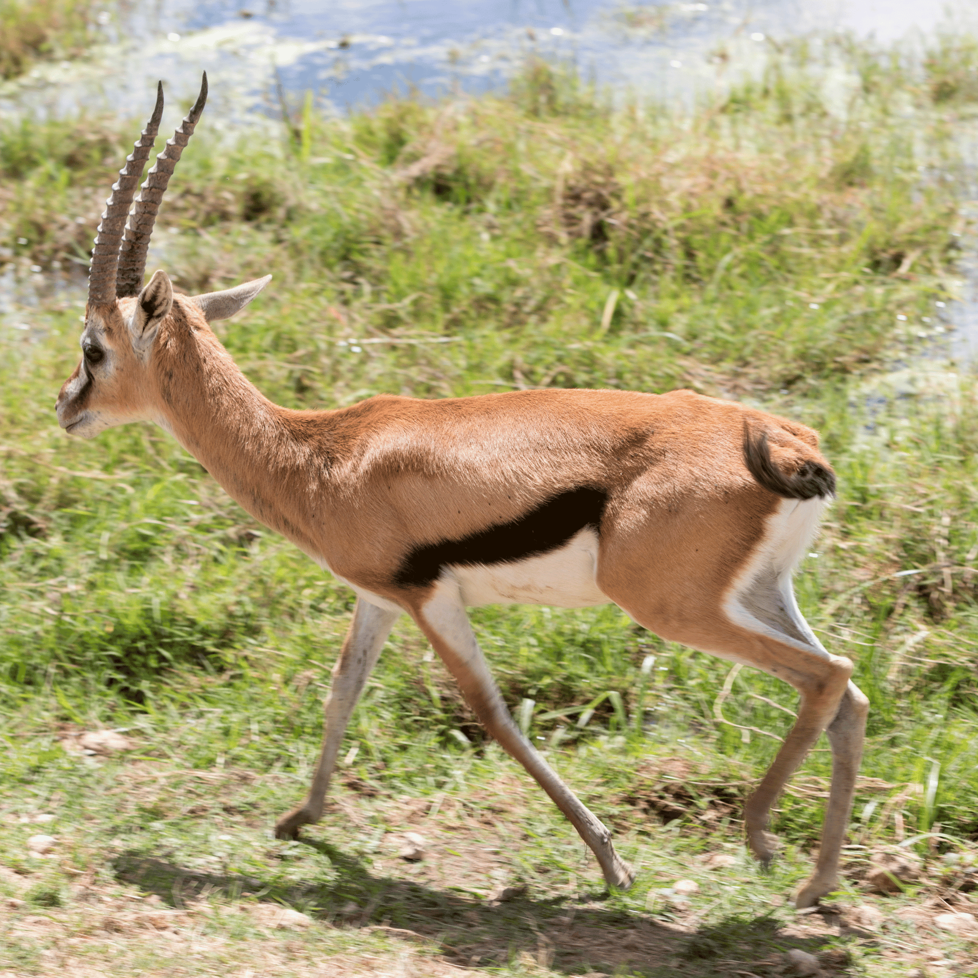 4-Day Maasai Mara & Lake Nakuru Private Safari from Nairobi – photo 2