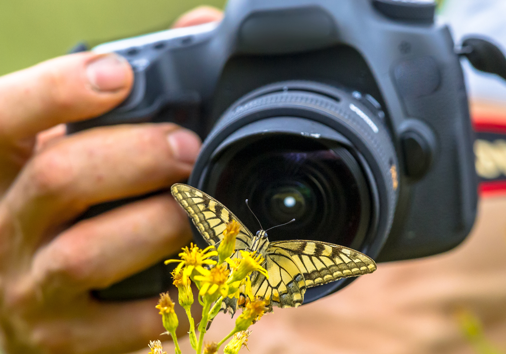 Zanzíbar: adéntrese en el paraíso de las mariposas de Zanzíbar - Foto 3