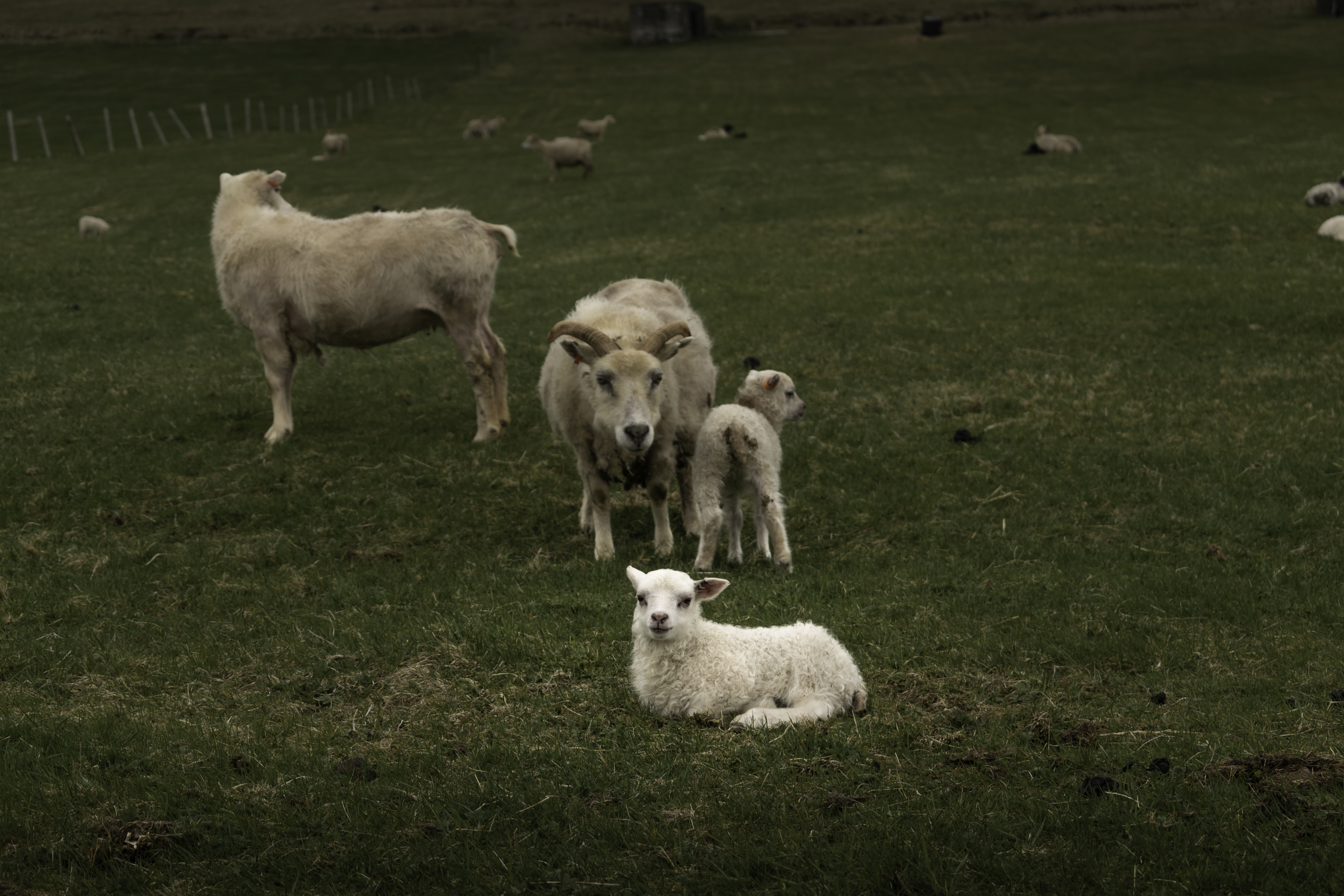 Private SuperJeep tour to the Westman Islands: History and Natural Wonders - photo 18