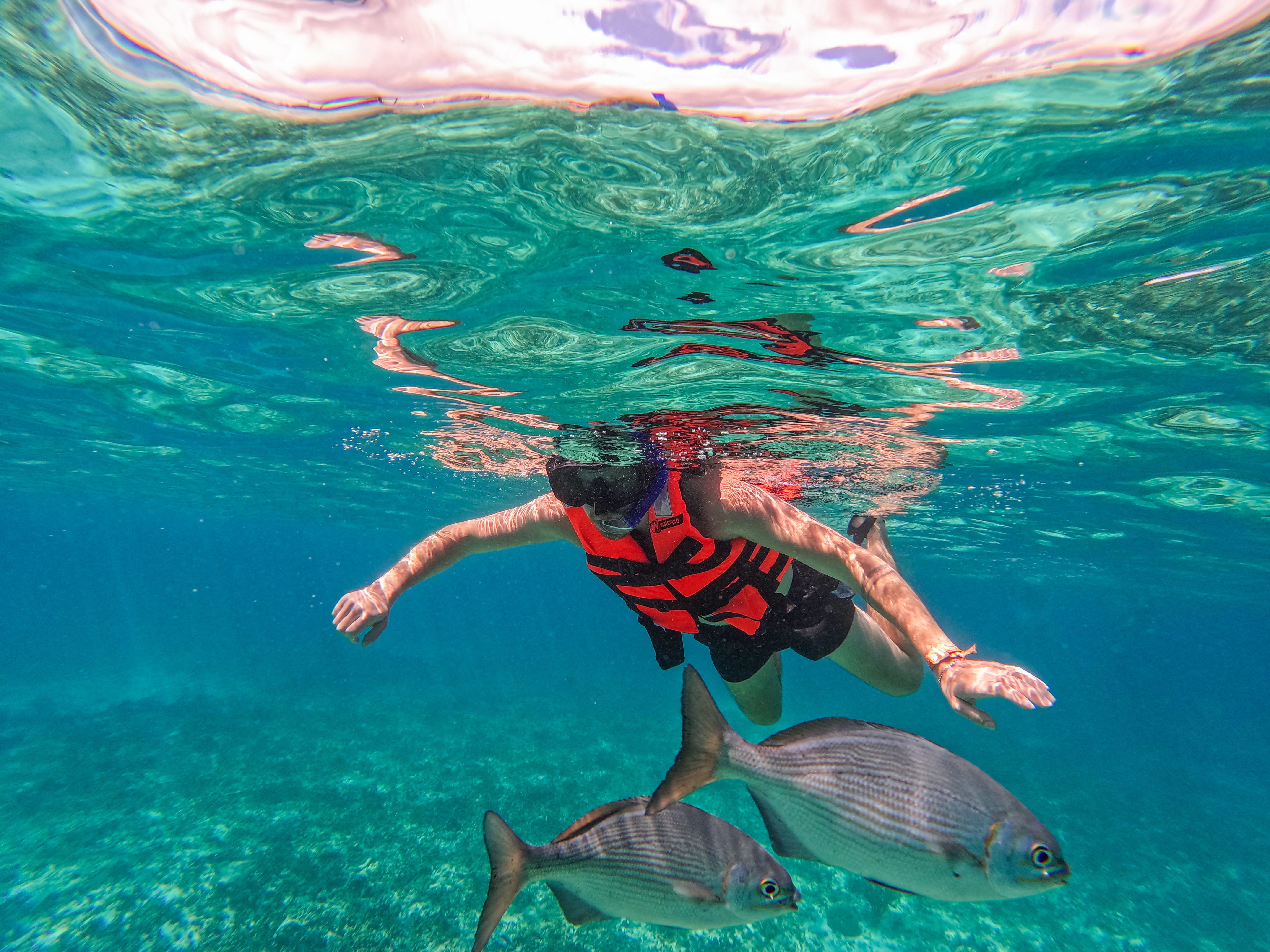 1.5 hours Snorkeling at Tulum's paradise reef — 20/92