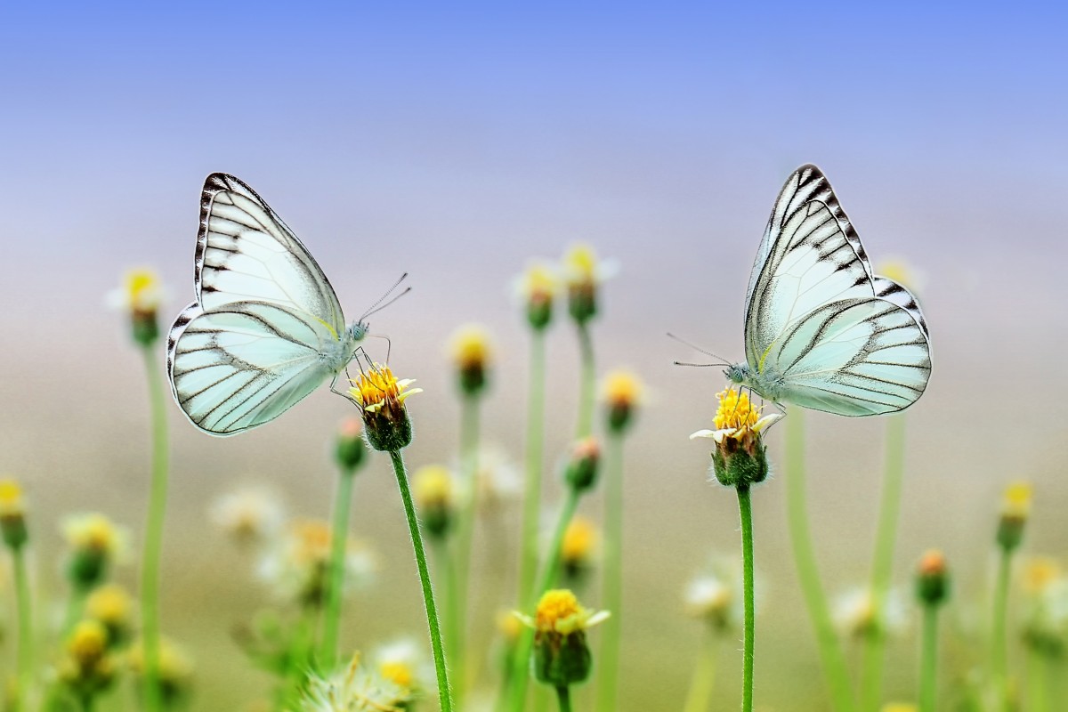 Dubai Butterfly Garden Tickets