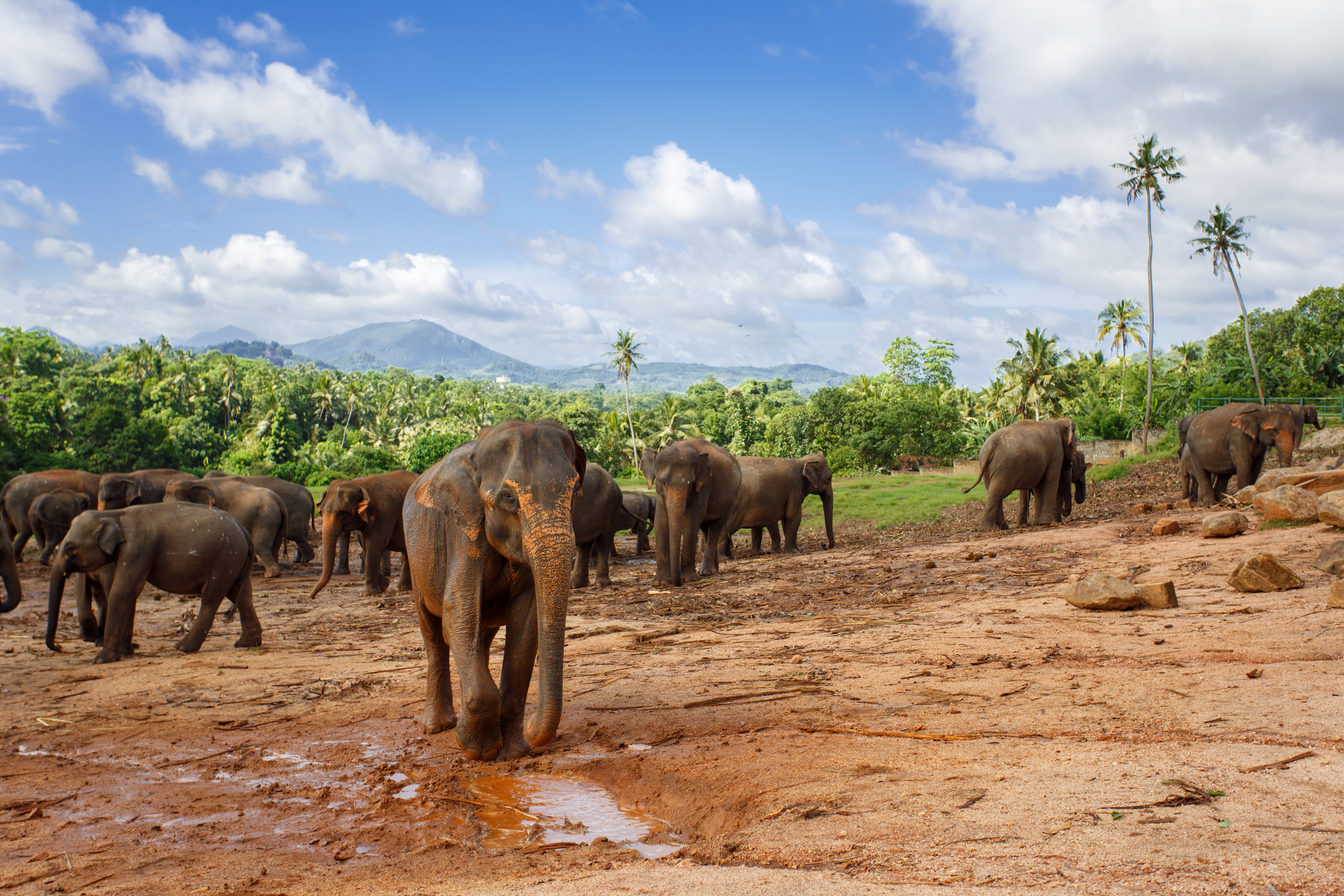Elephant Explorer Tour from Kandy