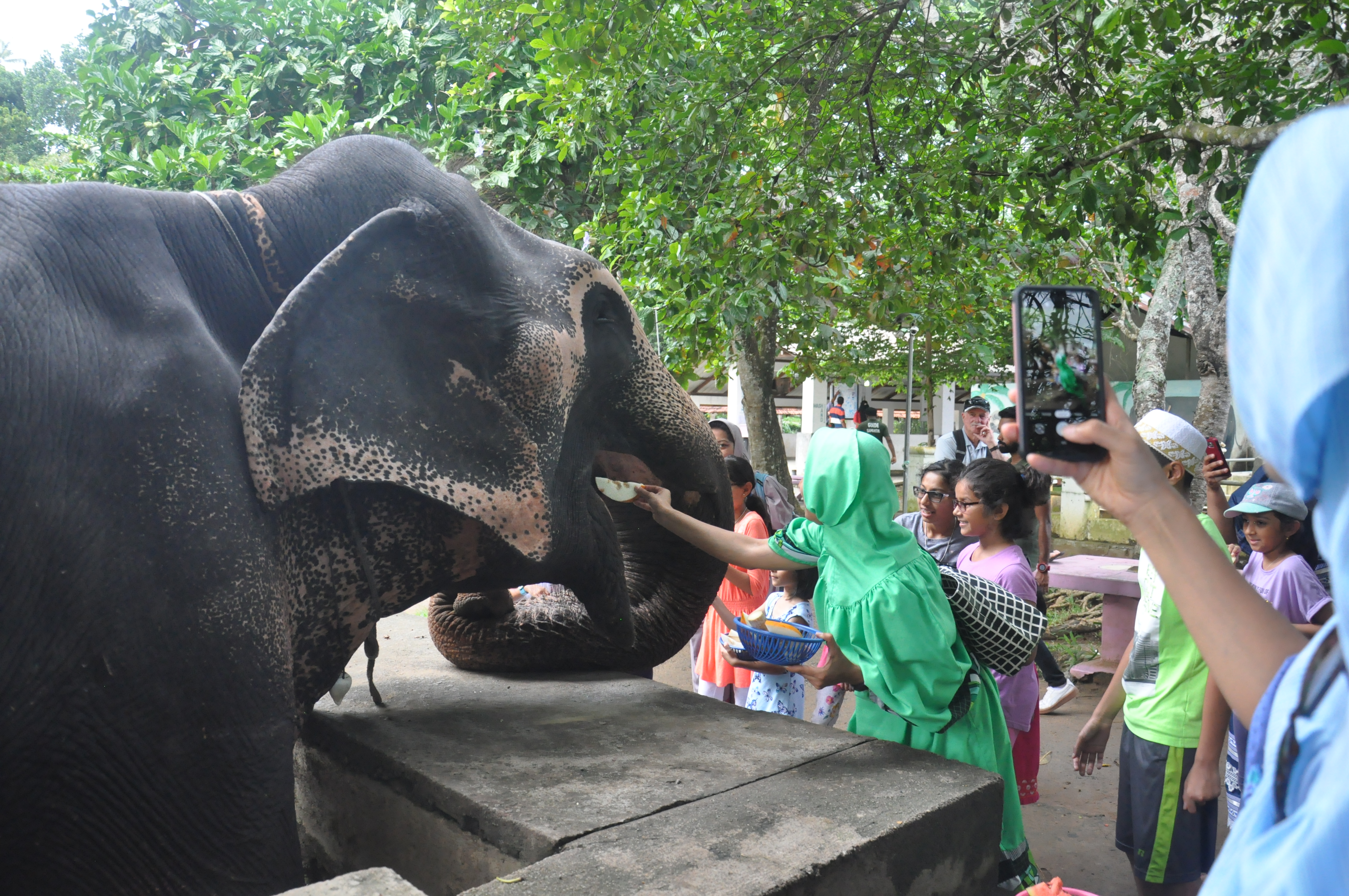 Millennium Elephant Foundation from Colombo Seaport (Private Day Tour)