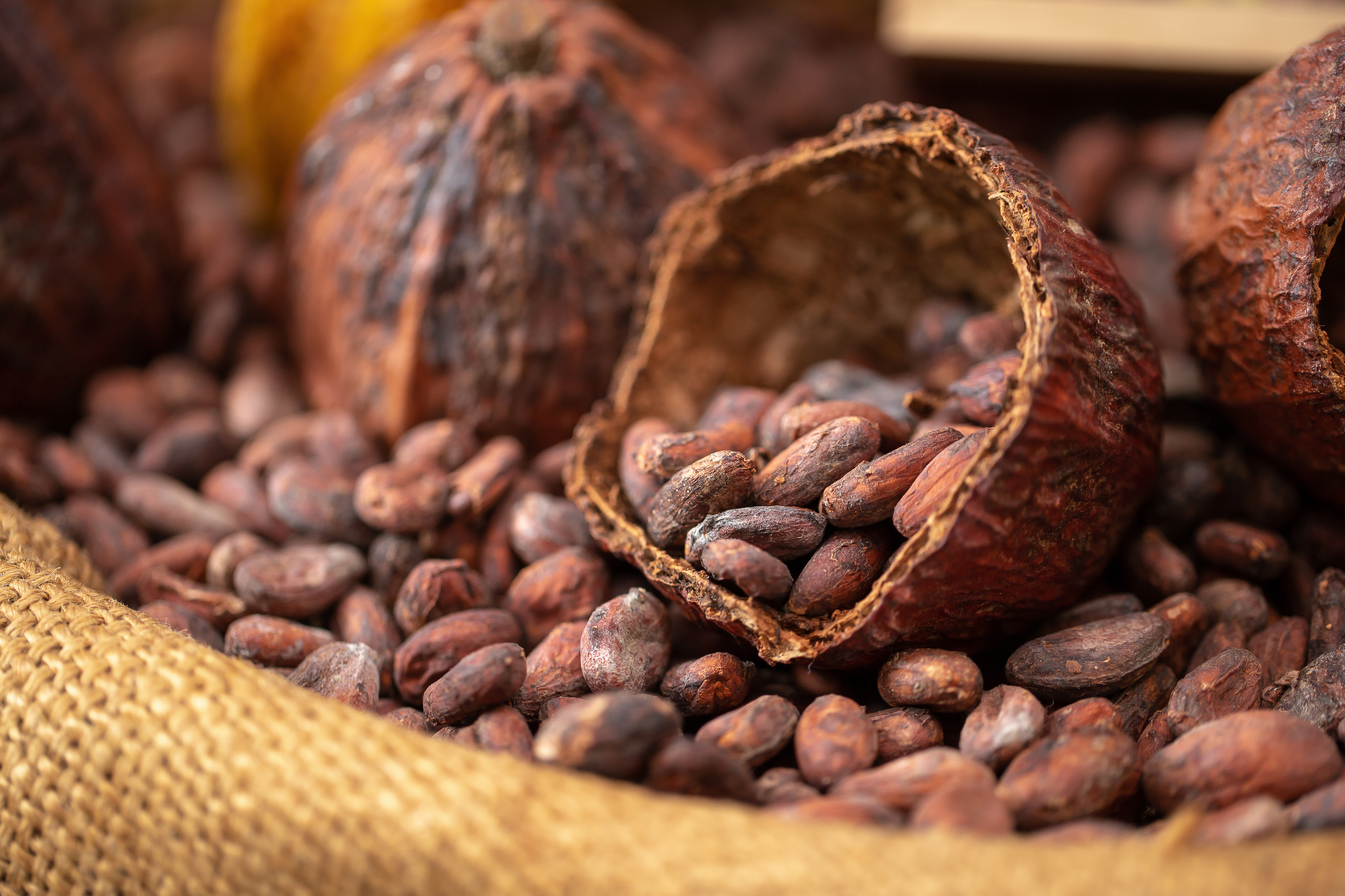 Desde Mérida: Uxmal, Cenote Sambula y Museo del Chocolate ChocoStory — 10/16