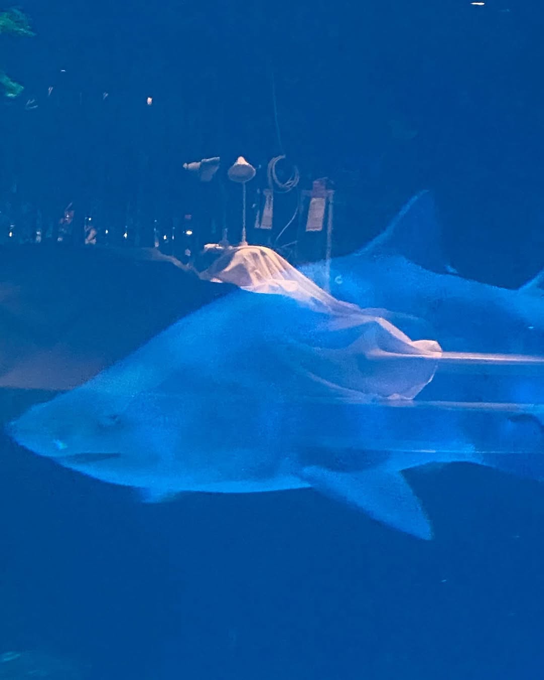 Aquaria Phuket Aquarium Visit – Image 3 | WeShare